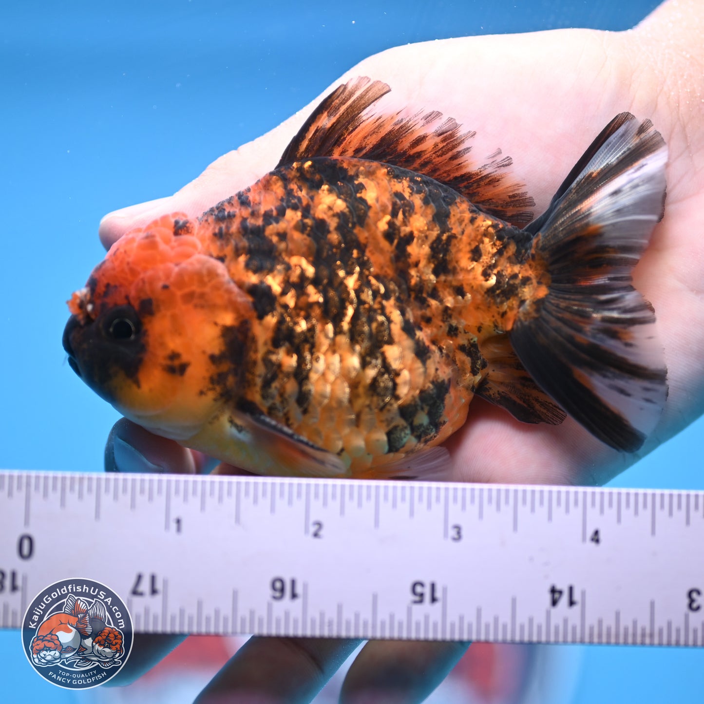 Shogun Tiger YuanBao Oranda 3.5in Body (240802_OR10) - Kaiju Goldfish USA