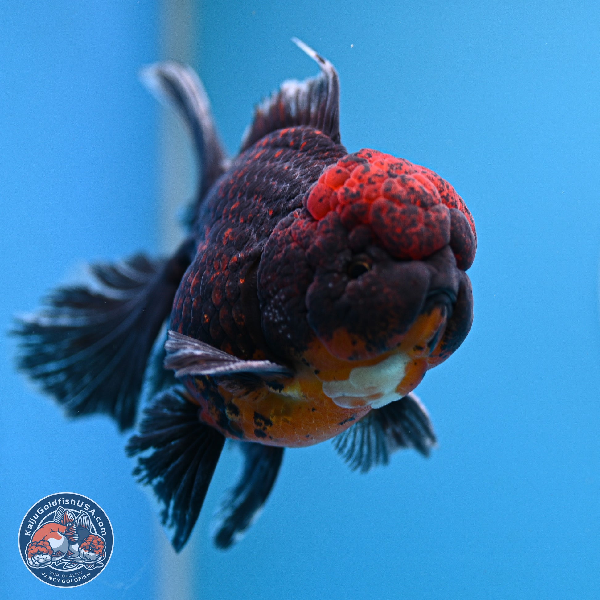 Red Kirin Rose Tail Oranda 4-5 inches (240920_OR10) - Kaiju Goldfish USA