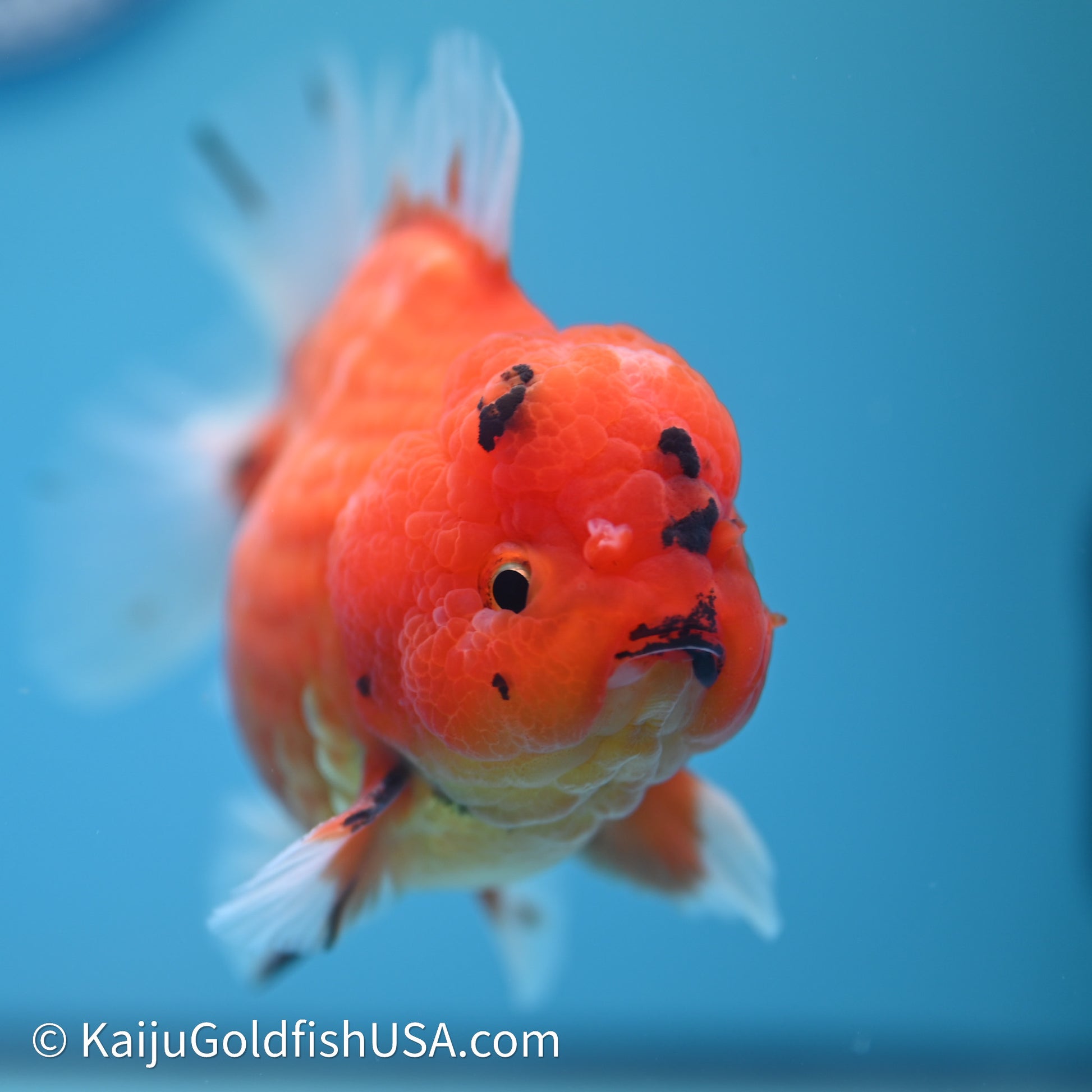 Shogun Godzilla Sakura Oranda 3.5in Body (240614_OR10) - Kaiju Goldfish USA