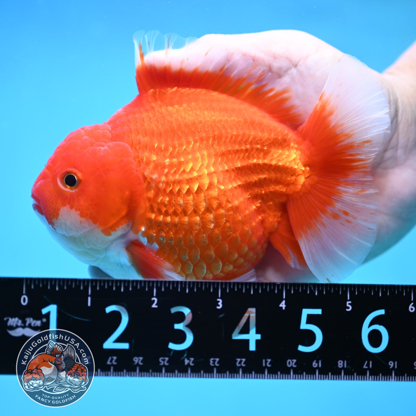 Red White Oranda 4.5 inch Body (250905_OR10)
