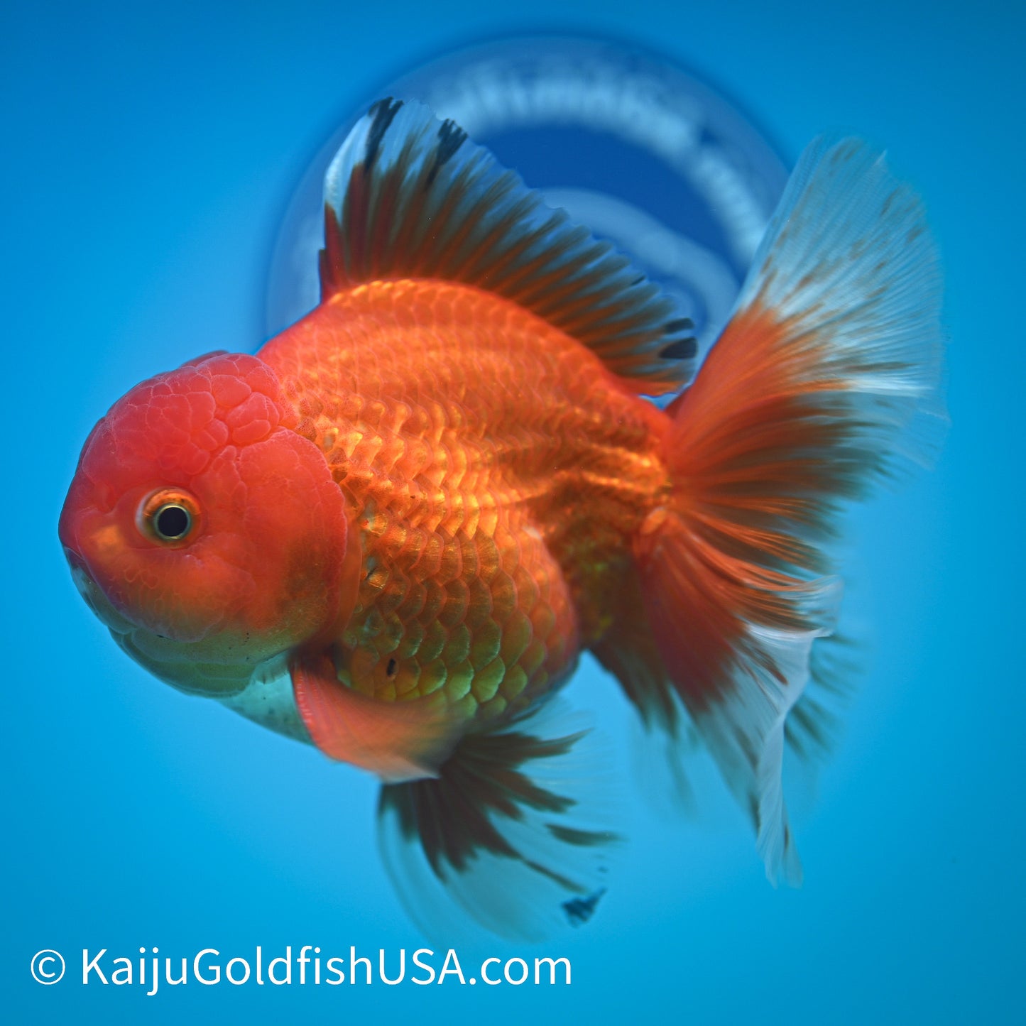 Rose Tail Red White Oranda 4.5-5 inches (240322_OR10) - Kaiju Goldfish USA