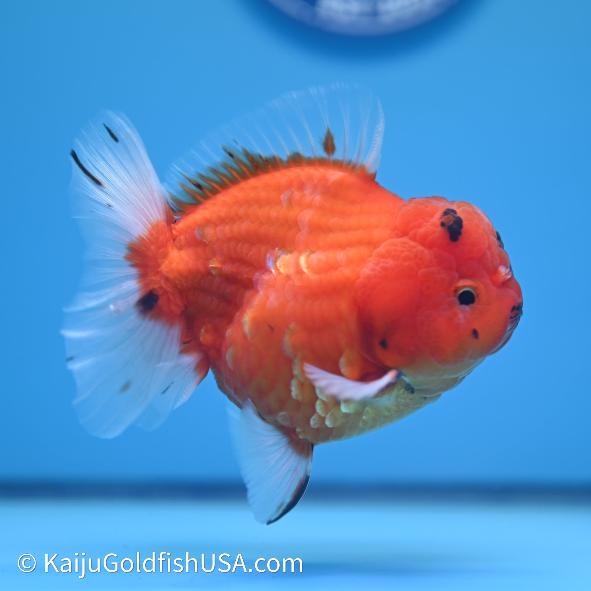 Shogun Godzilla Sakura Oranda 3.5in Body (240614_OR10) - Kaiju Goldfish USA