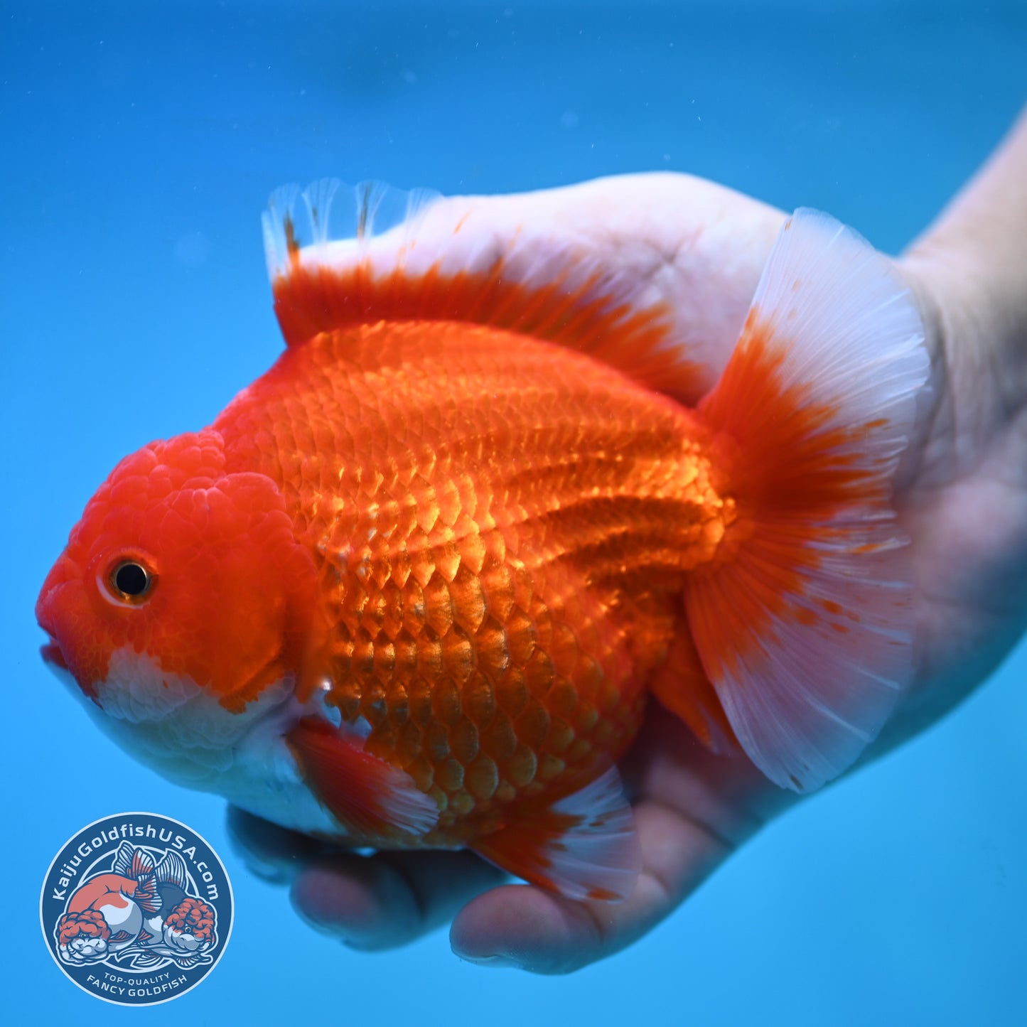 Red White Oranda 4.5 inch Body (250905_OR10)