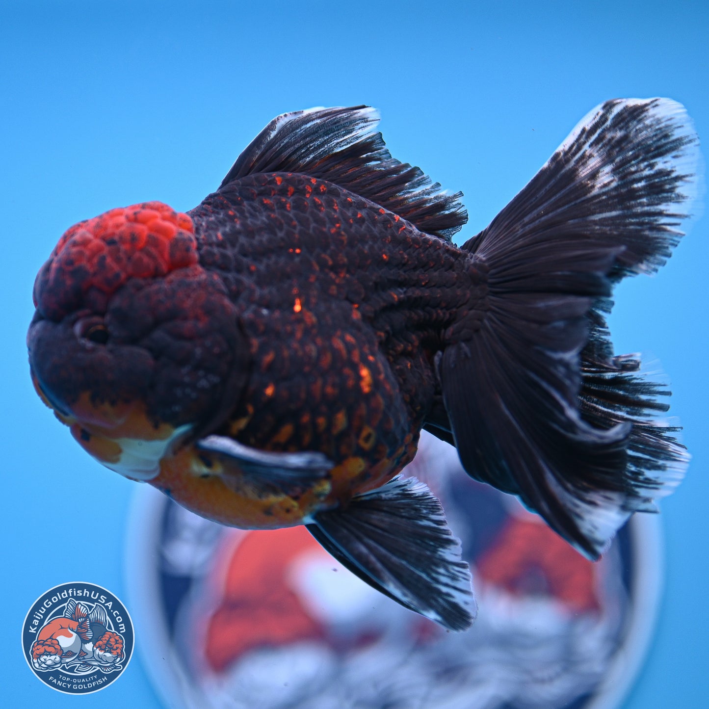 Red Kirin Rose Tail Oranda 4-5 inches (240920_OR10) - Kaiju Goldfish USA