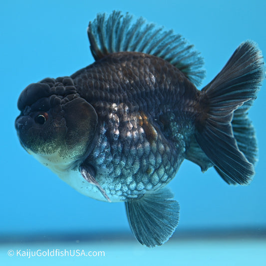 Blue Kirin YuanBao Oranda 3.5 inches (240524_OR10) - Kaiju Goldfish USA