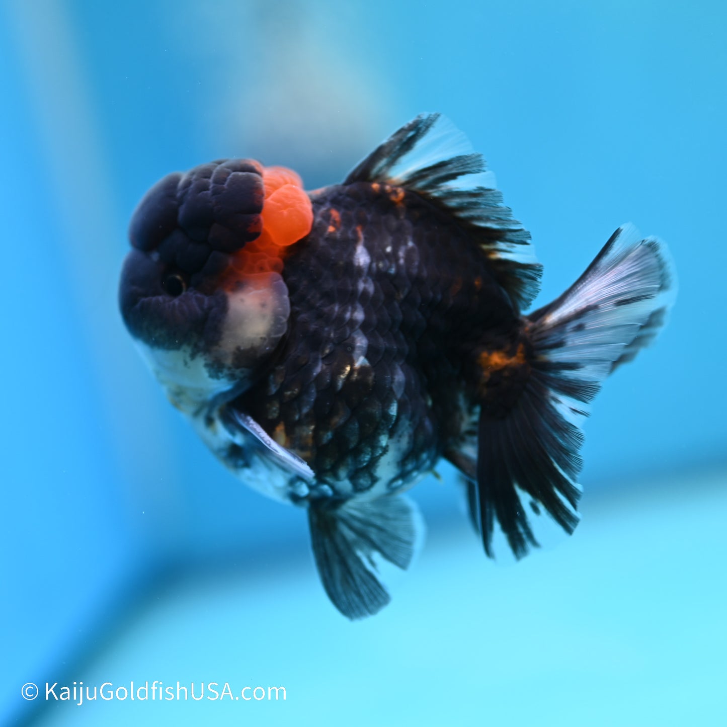 Heavy Ink Tiger YuanBao Oranda 3.5 inches (240517_OR10) - Kaiju Goldfish USA