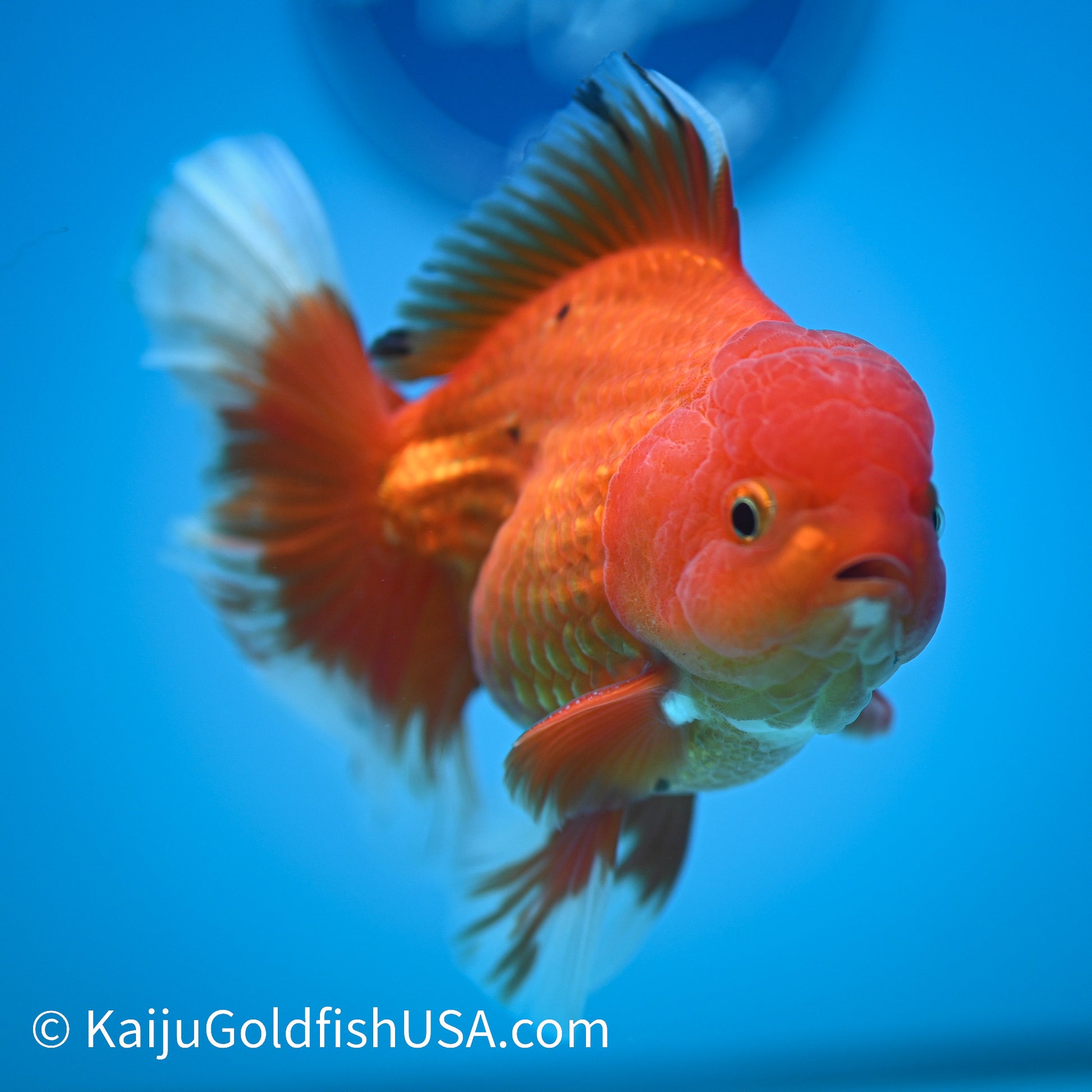 Rose Tail Red White Oranda 4.5-5 inches (240322_OR10) - Kaiju Goldfish USA