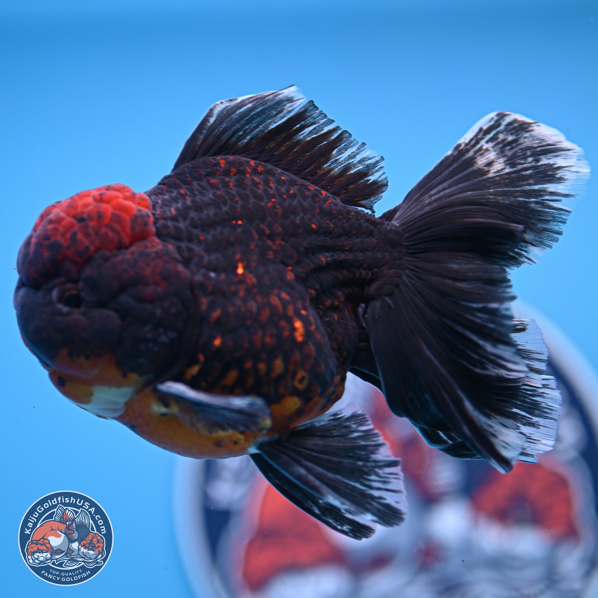 Red Kirin Rose Tail Oranda 4-5 inches (240920_OR10) - Kaiju Goldfish USA