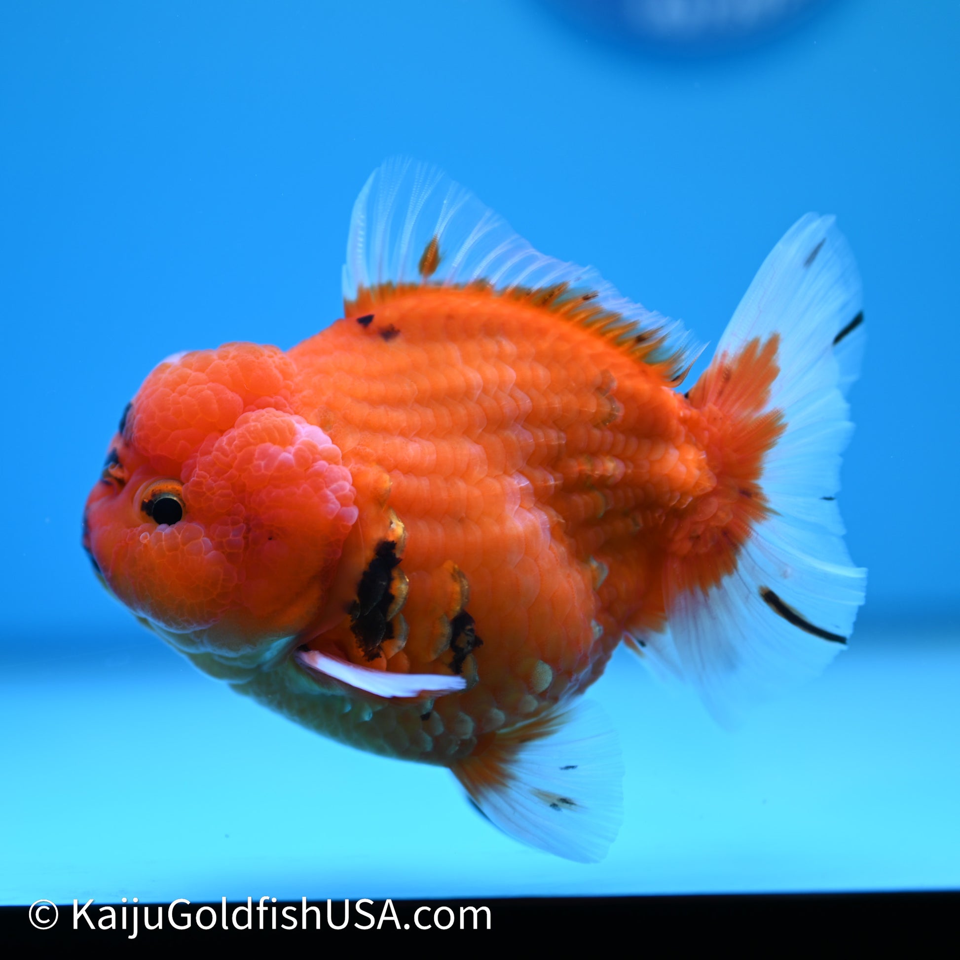 Shogun Godzilla Sakura Oranda 3.5in Body (240614_OR10) - Kaiju Goldfish USA