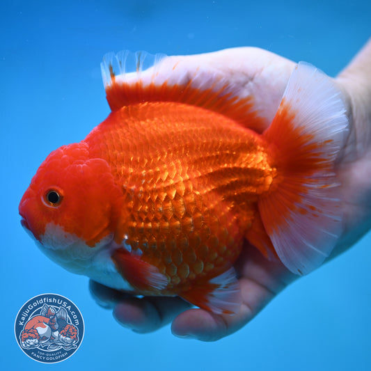 Red White Oranda 4.5 inch Body (250905_OR10)