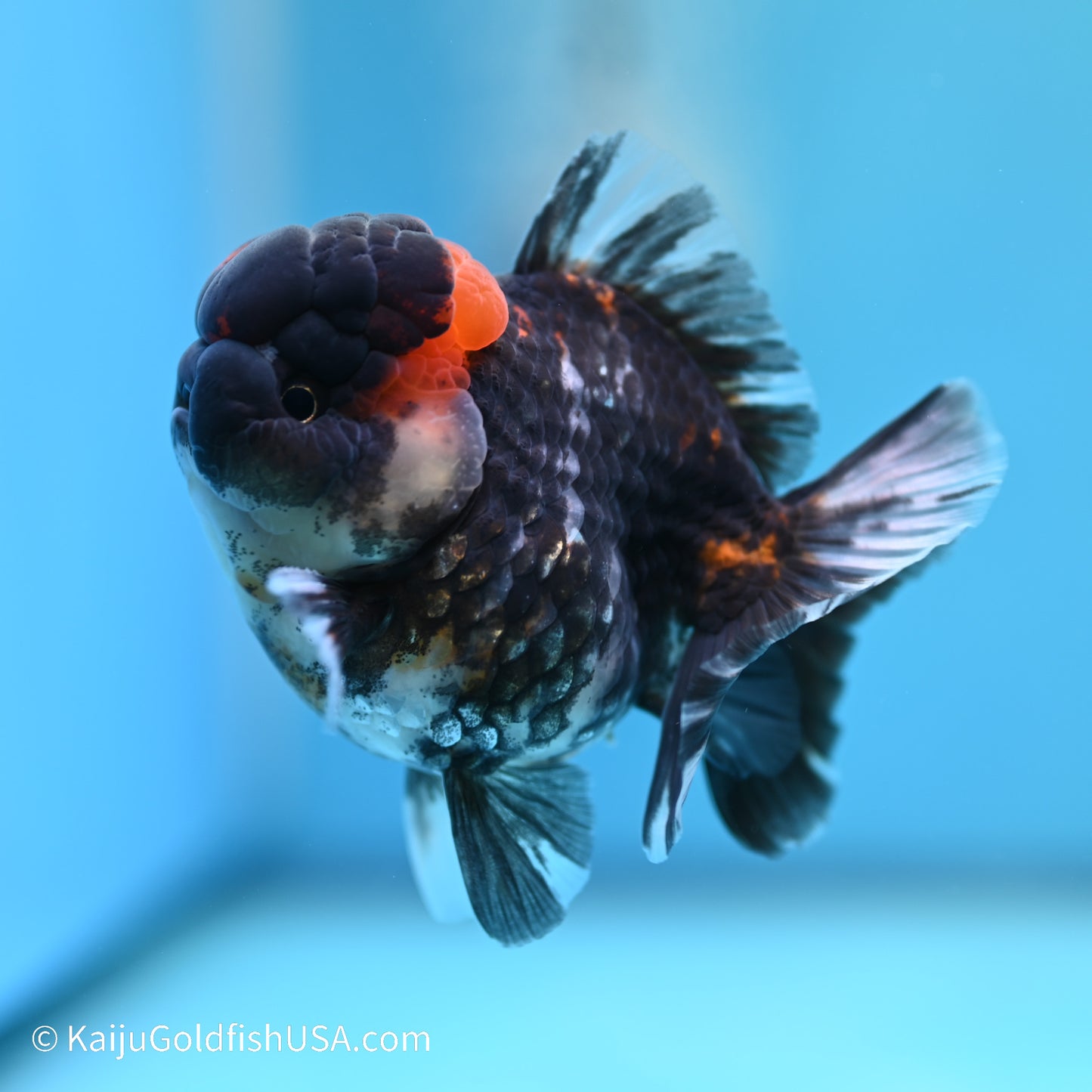 Heavy Ink Tiger YuanBao Oranda 3.5 inches (240517_OR10) - Kaiju Goldfish USA