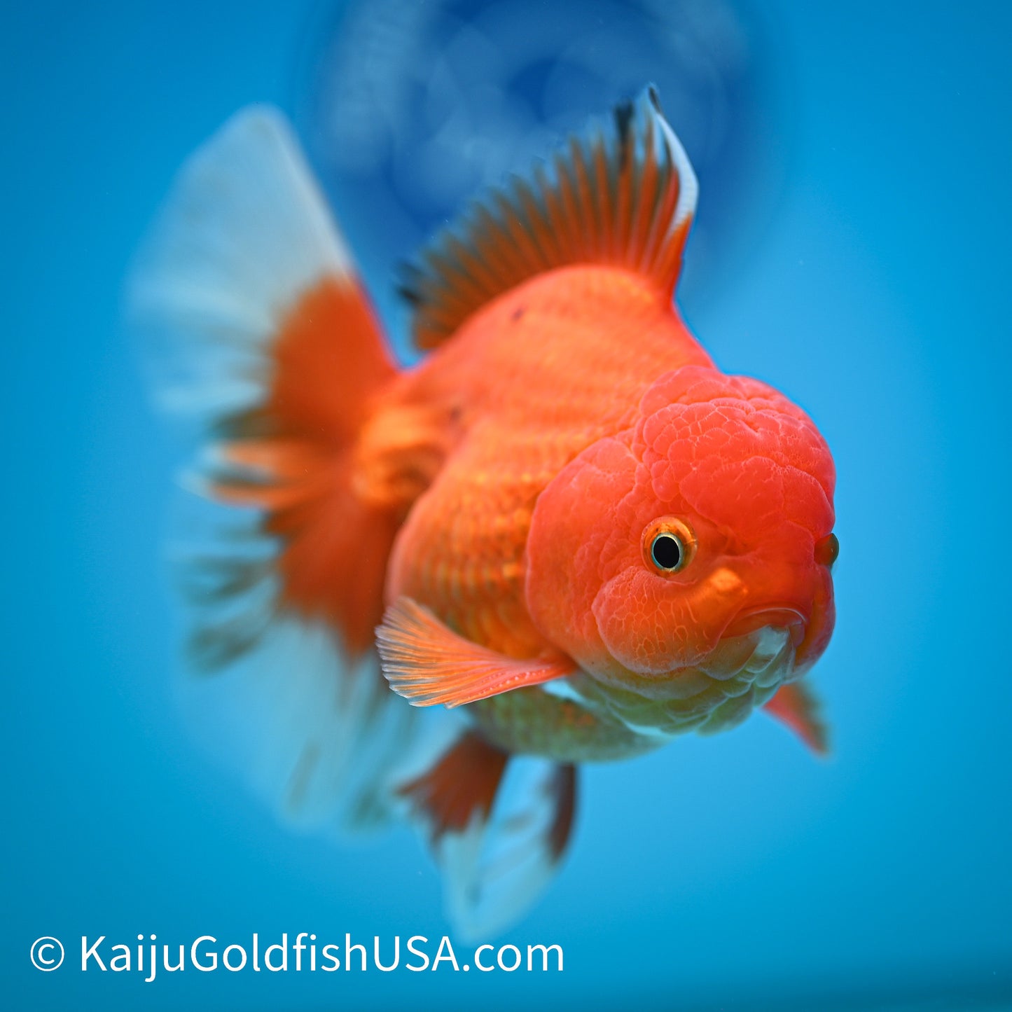 Rose Tail Red White Oranda 4.5-5 inches (240322_OR10) - Kaiju Goldfish USA