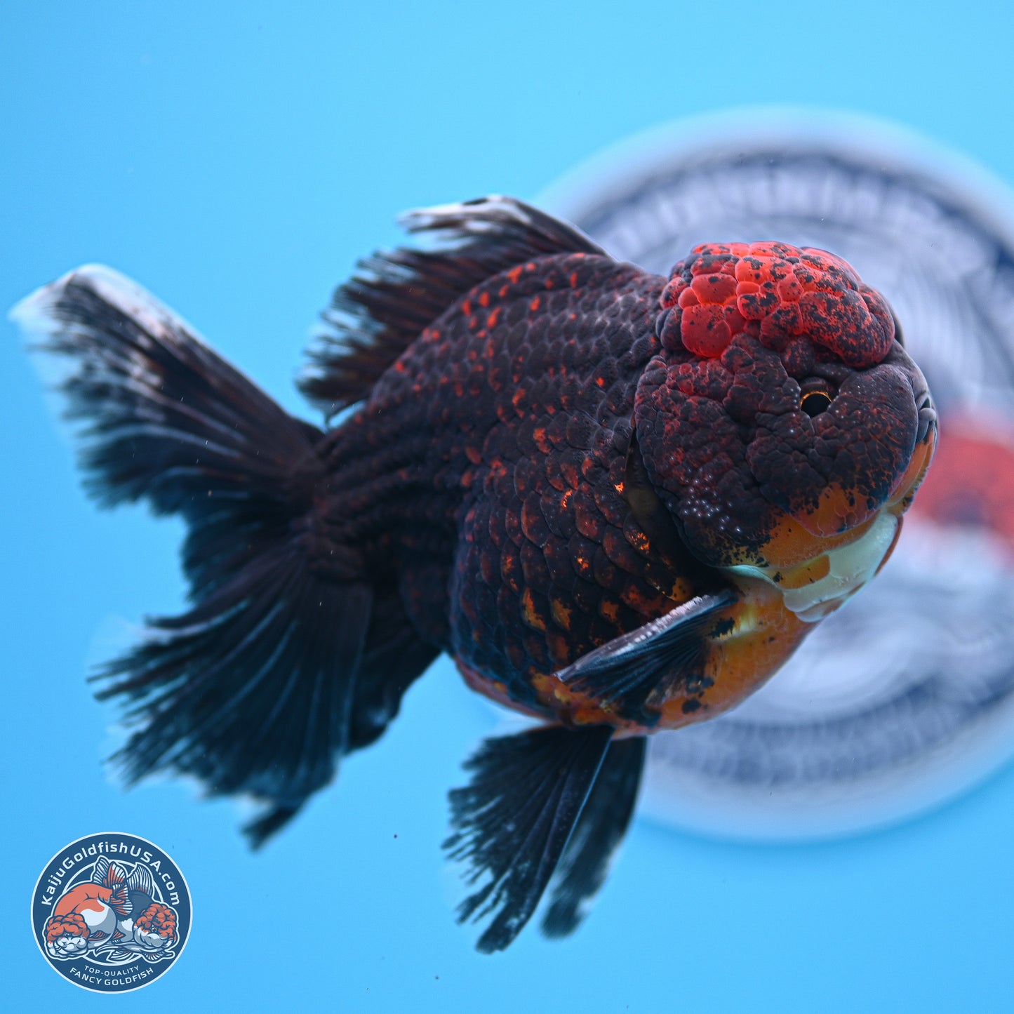 Red Kirin Rose Tail Oranda 4-5 inches (240920_OR10) - Kaiju Goldfish USA