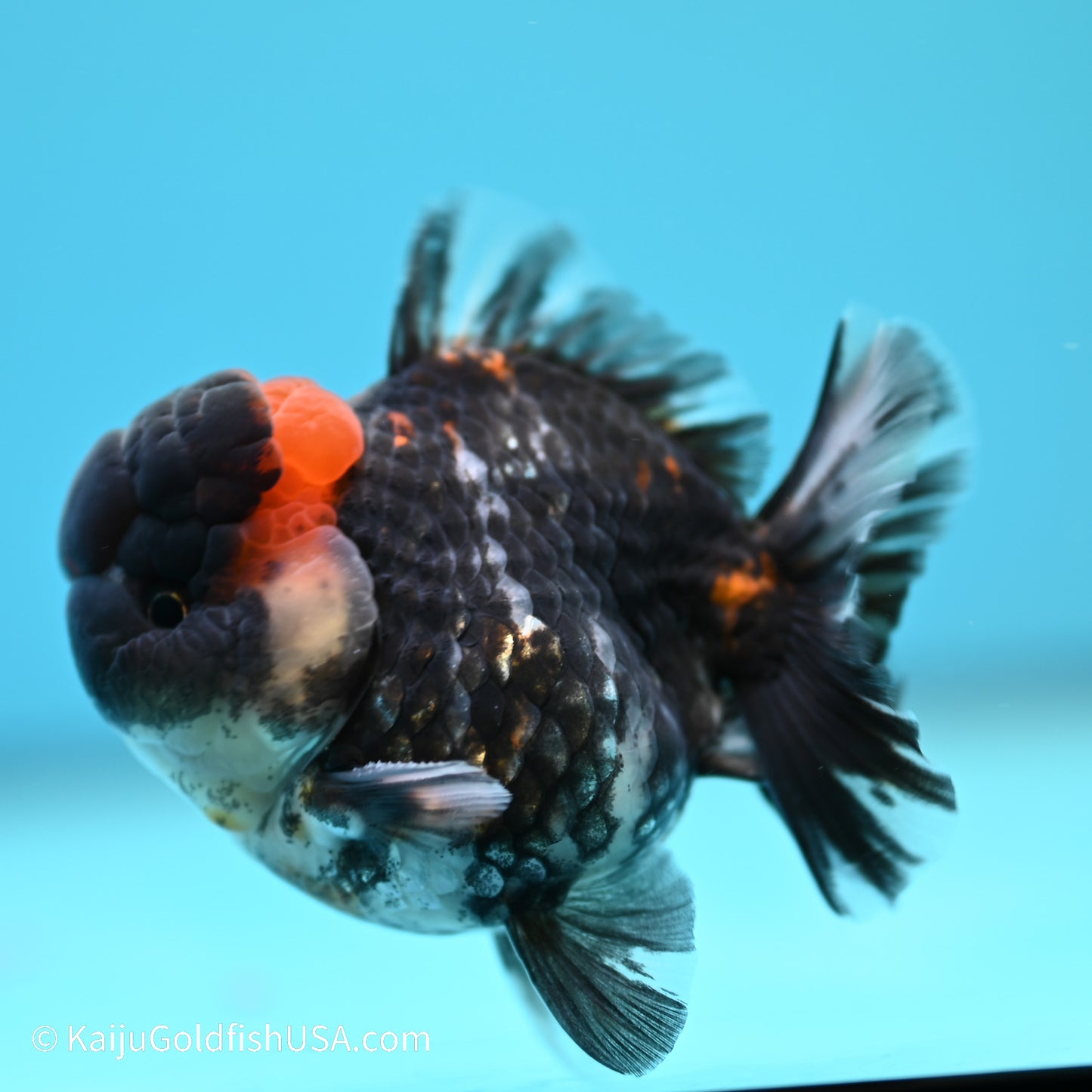 Heavy Ink Tiger YuanBao Oranda 3.5 inches (240517_OR10) - Kaiju Goldfish USA