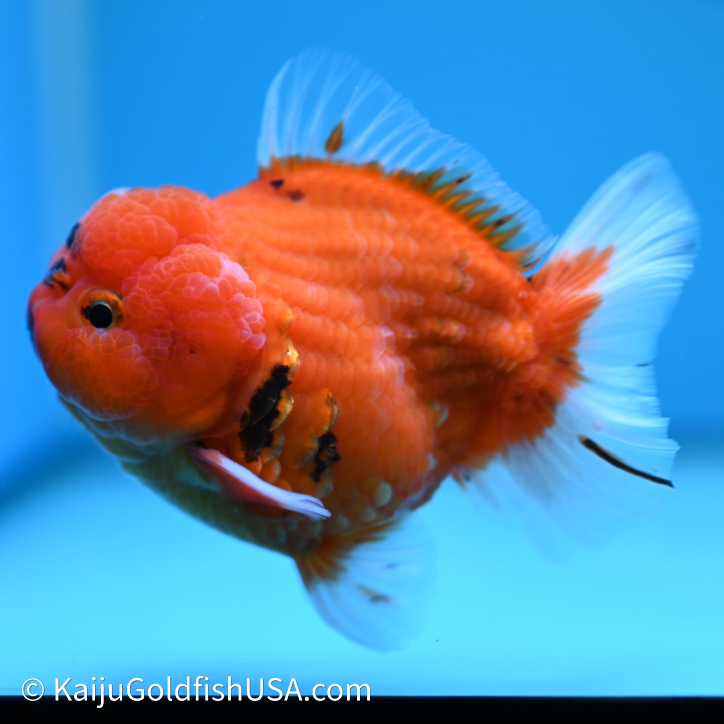 Shogun Godzilla Sakura Oranda 3.5in Body (240614_OR10) - Kaiju Goldfish USA