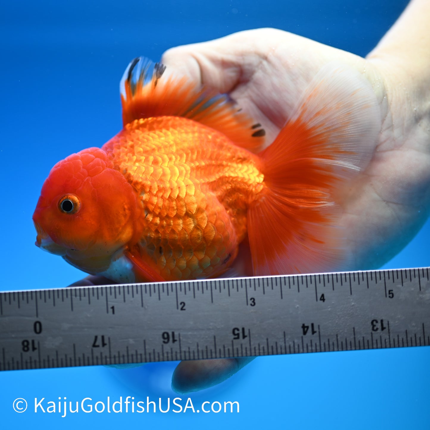 Rose Tail Red White Oranda 4.5-5 inches (240322_OR10) - Kaiju Goldfish USA