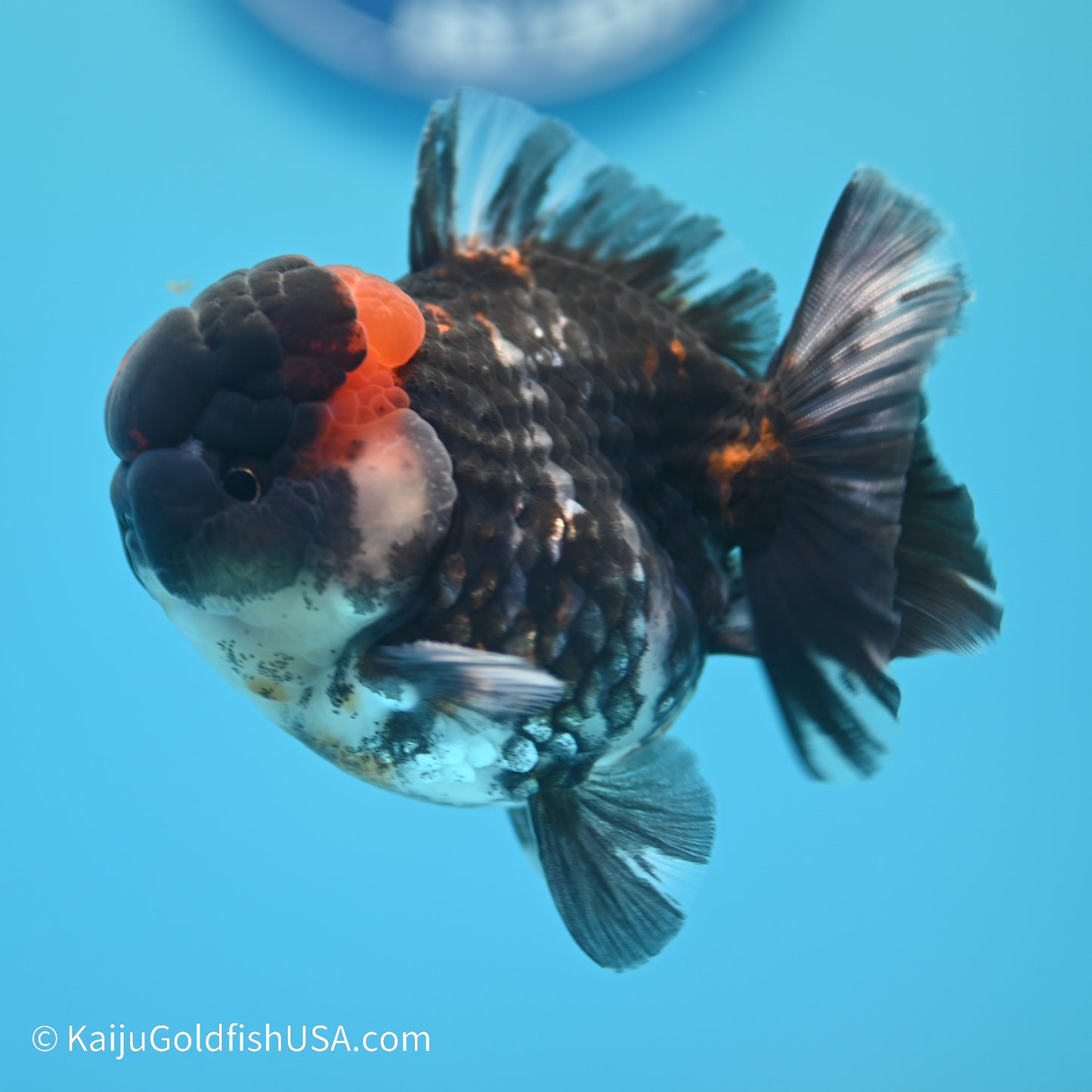 Heavy Ink Tiger YuanBao Oranda 3.5 inches (240517_OR10) - Kaiju Goldfish USA