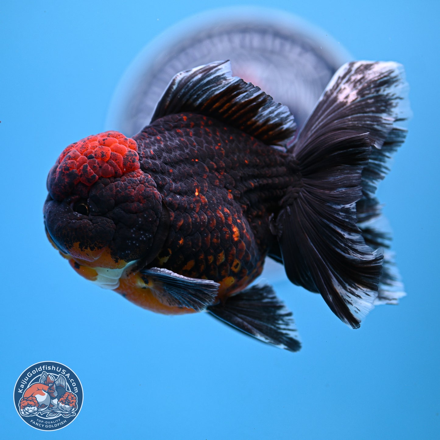 Red Kirin Rose Tail Oranda 4-5 inches (240920_OR10) - Kaiju Goldfish USA