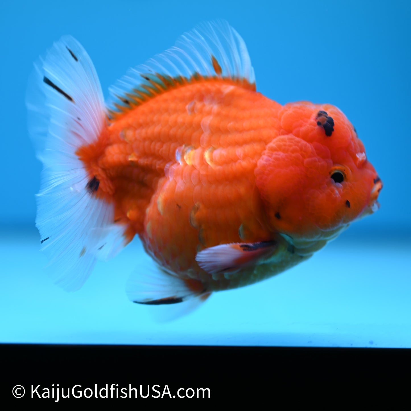 Shogun Godzilla Sakura Oranda 3.5in Body (240614_OR10) - Kaiju Goldfish USA