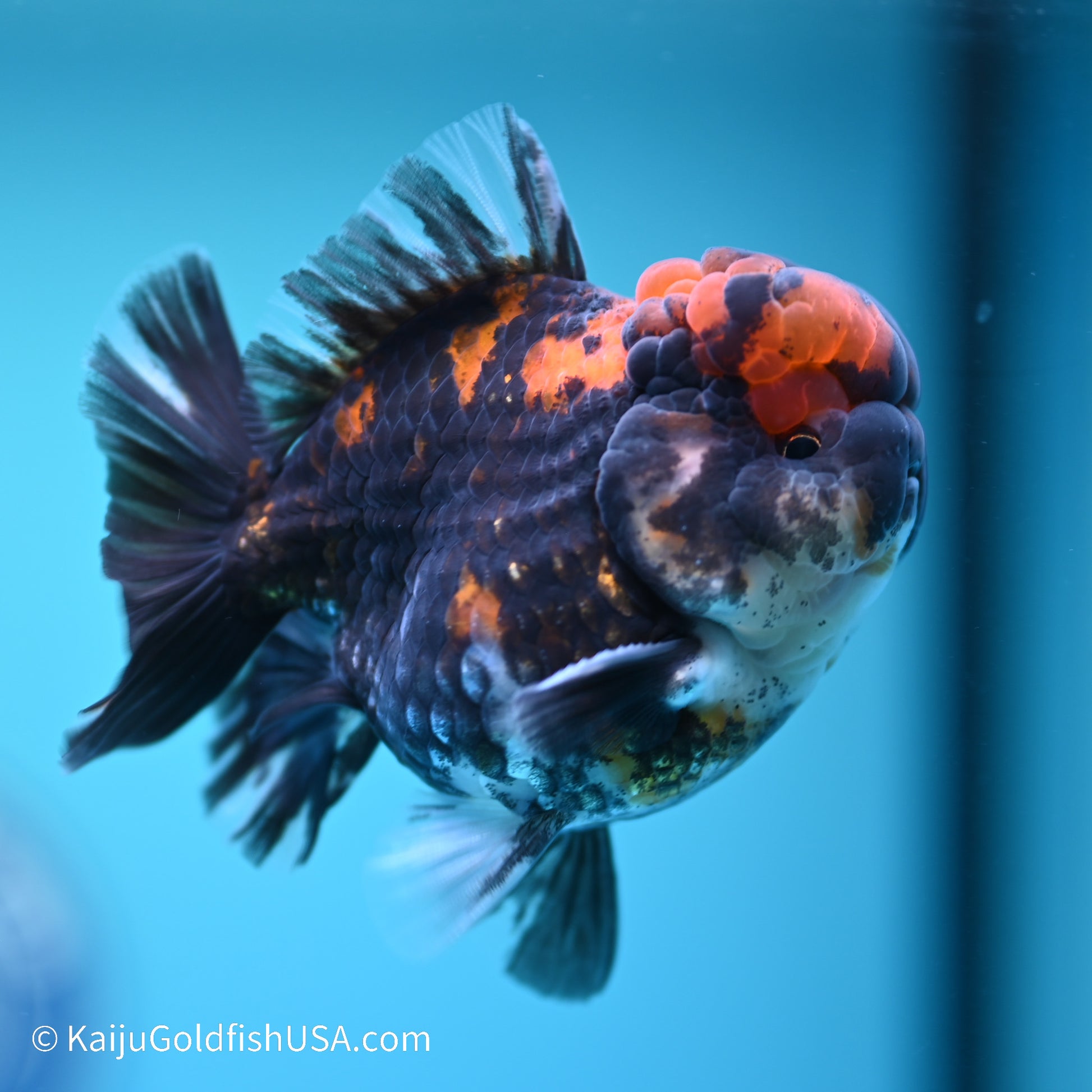 Heavy Ink Tiger YuanBao Oranda 3.5 inches (240517_OR10) - Kaiju Goldfish USA