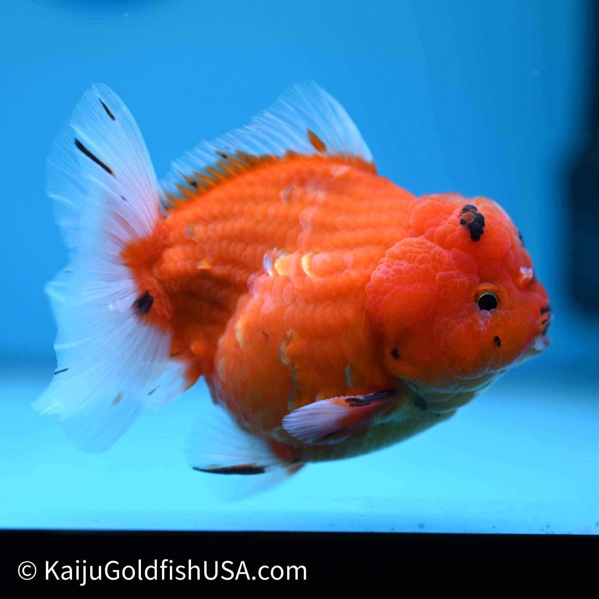 Shogun Godzilla Sakura Oranda 3.5in Body (240614_OR10) - Kaiju Goldfish USA