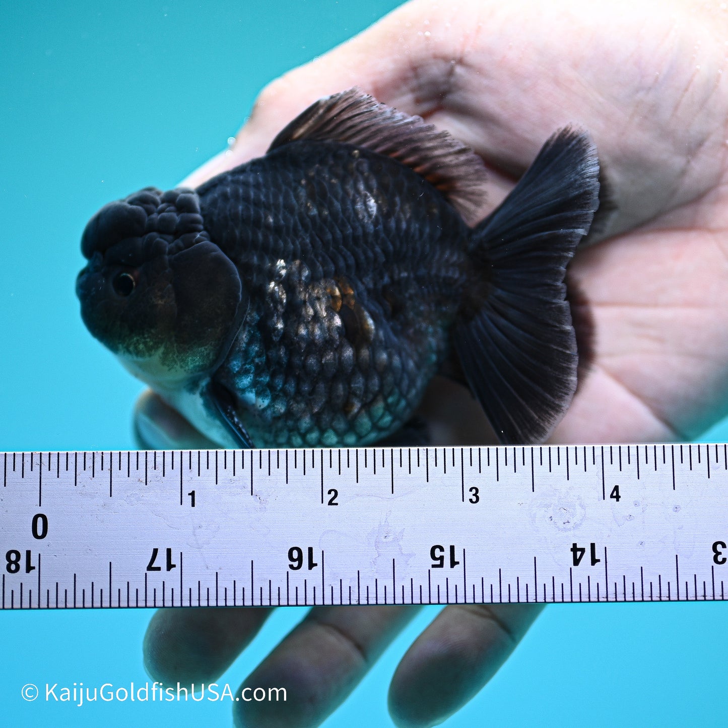 Blue Kirin YuanBao Oranda 3.5 inches (240524_OR10) - Kaiju Goldfish USA