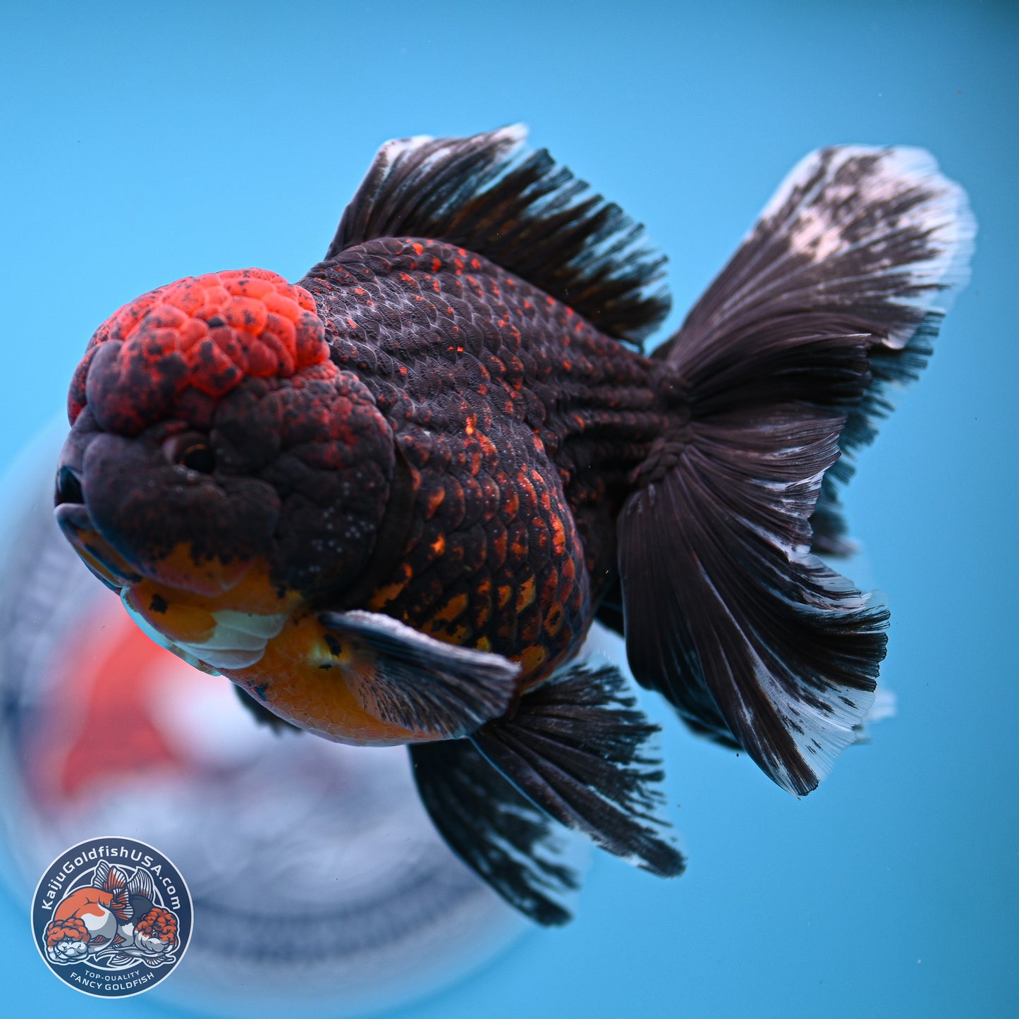 Red Kirin Rose Tail Oranda 4-5 inches (240920_OR10) - Kaiju Goldfish USA