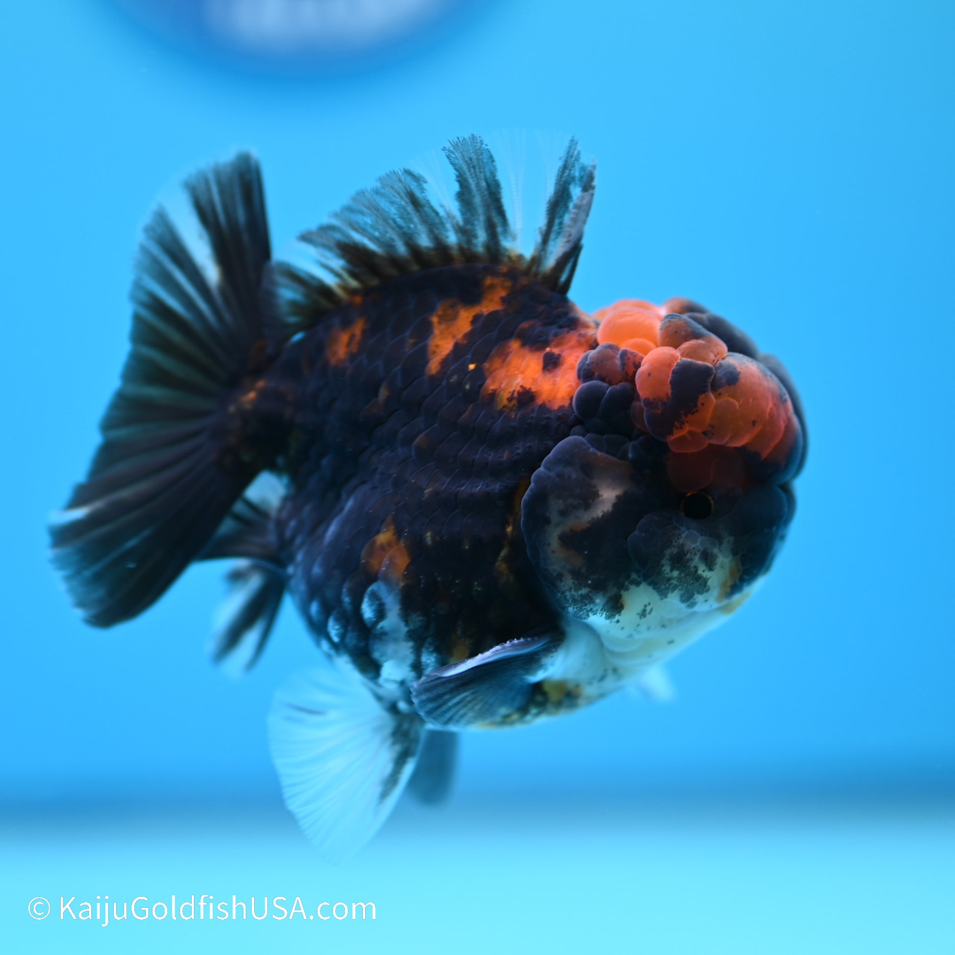 Heavy Ink Tiger YuanBao Oranda 3.5 inches (240517_OR10) - Kaiju Goldfish USA