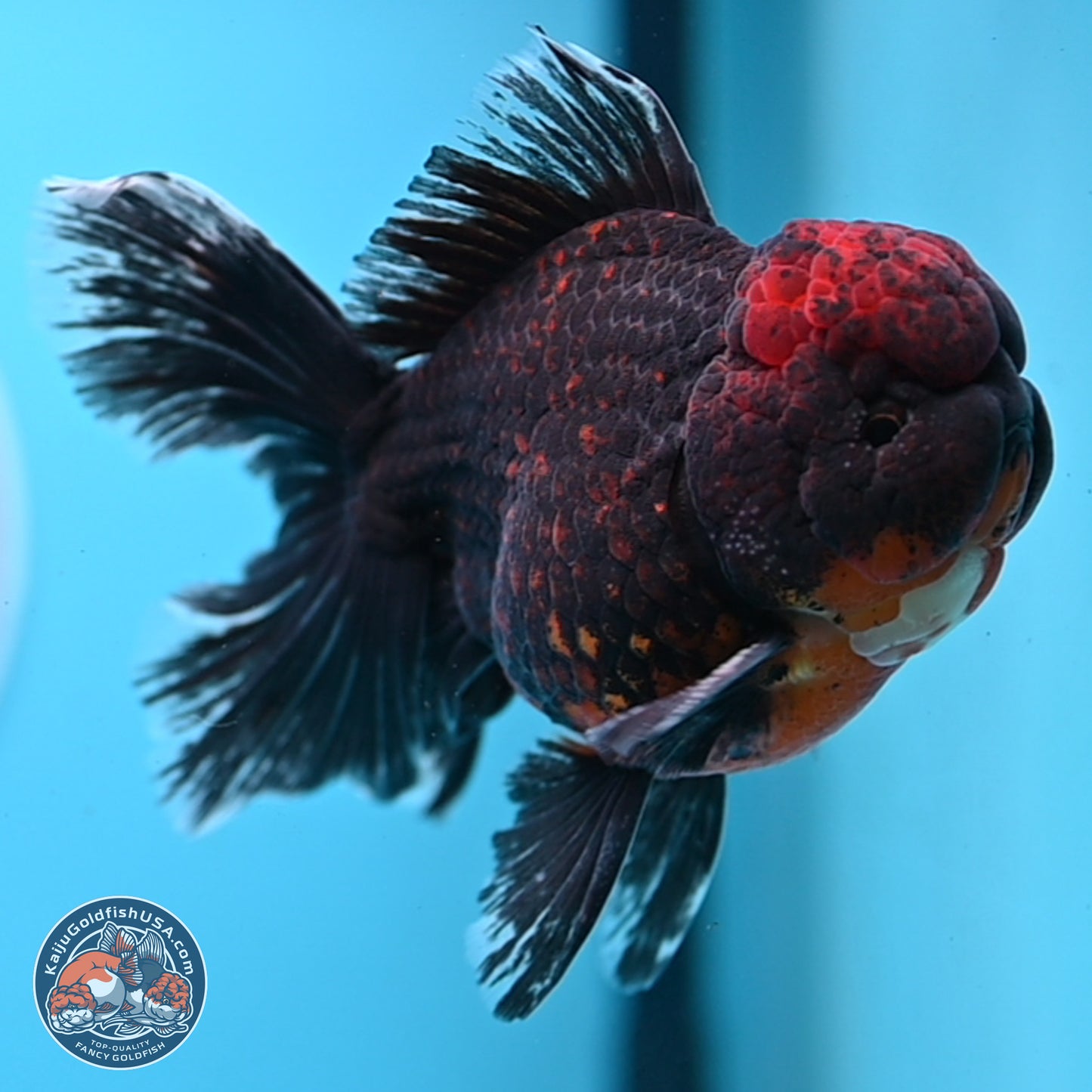 Red Kirin Rose Tail Oranda 4-5 inches (240920_OR10) - Kaiju Goldfish USA