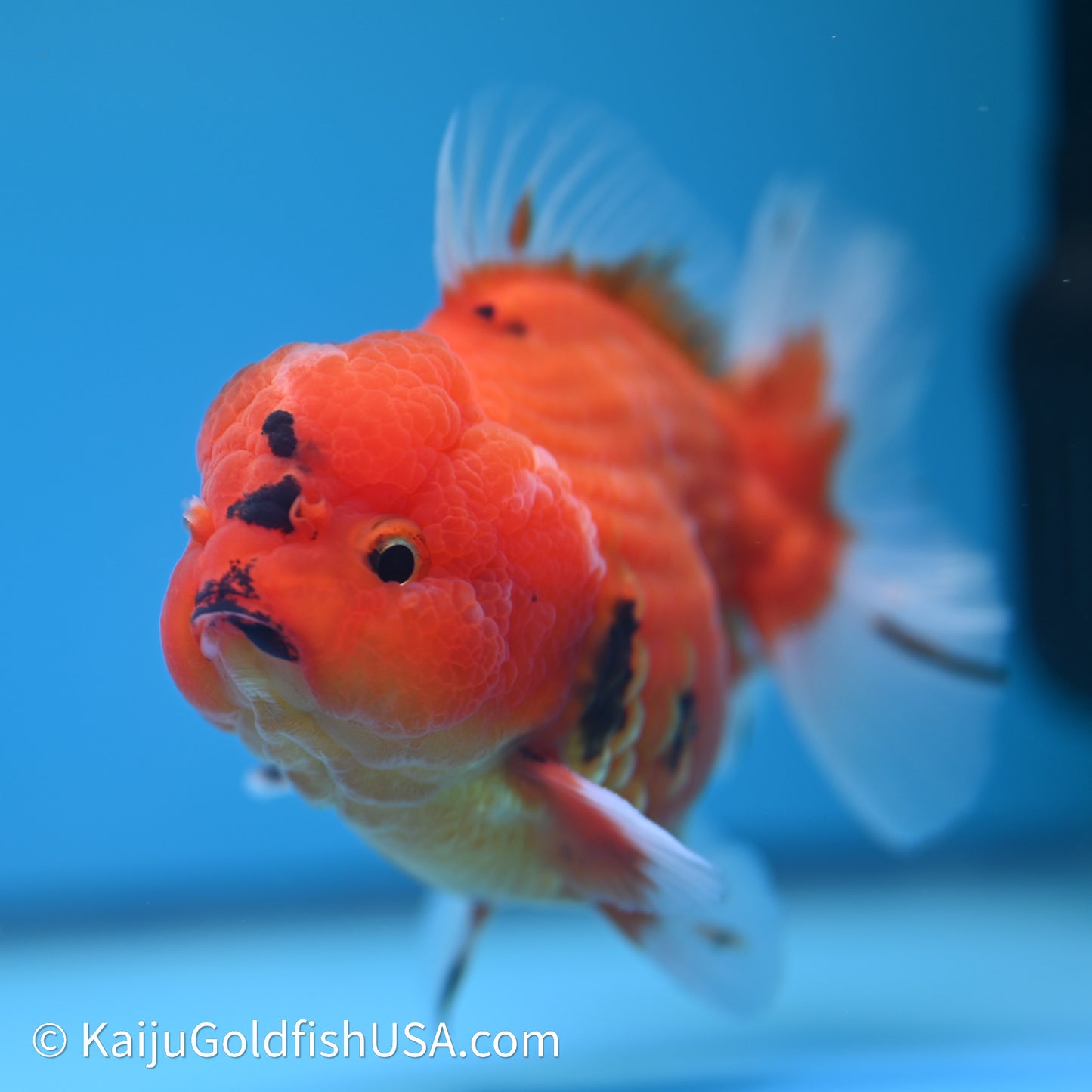 Shogun Godzilla Sakura Oranda 3.5in Body (240614_OR10) - Kaiju Goldfish USA