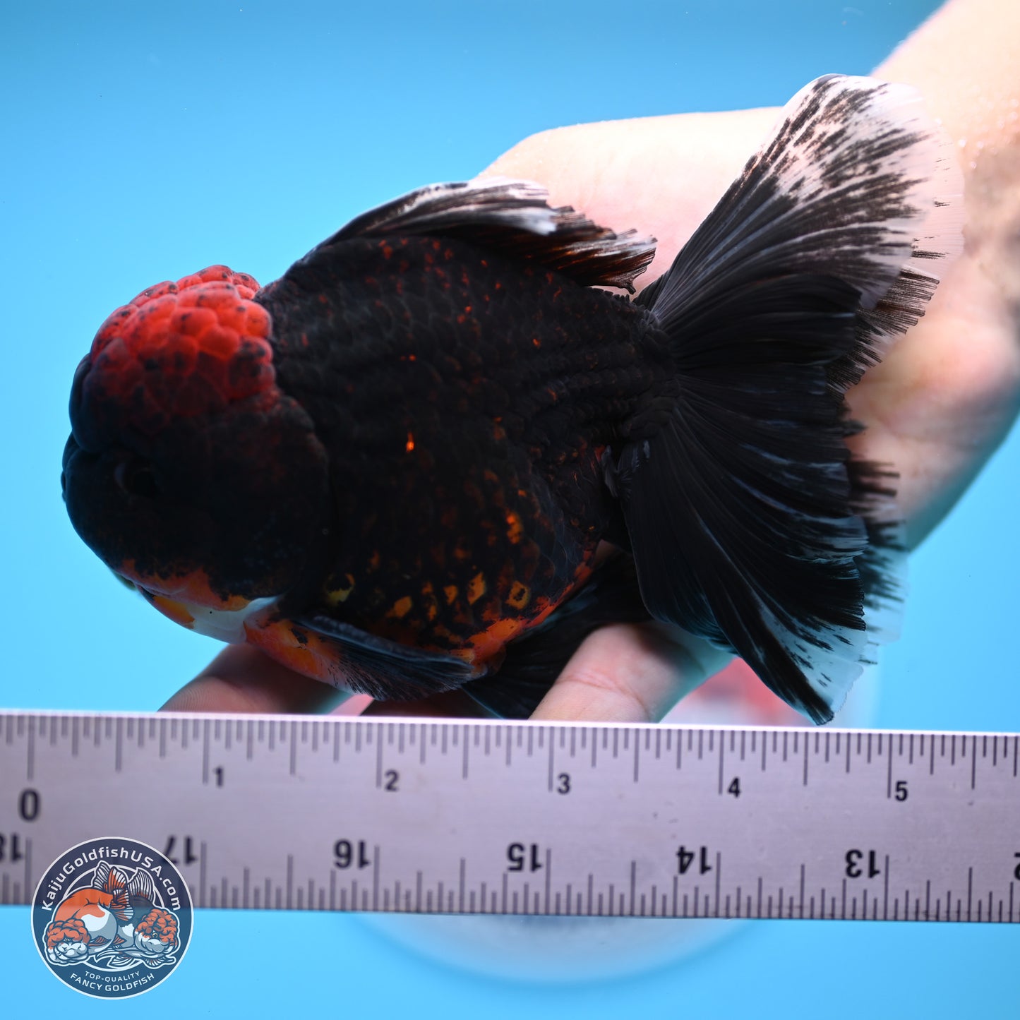 Red Kirin Rose Tail Oranda 4-5 inches (240920_OR10) - Kaiju Goldfish USA