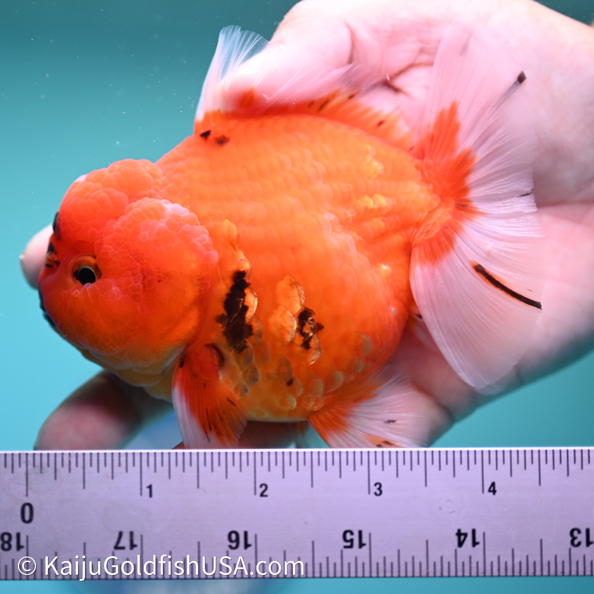 Shogun Godzilla Sakura Oranda 3.5in Body (240614_OR10) - Kaiju Goldfish USA