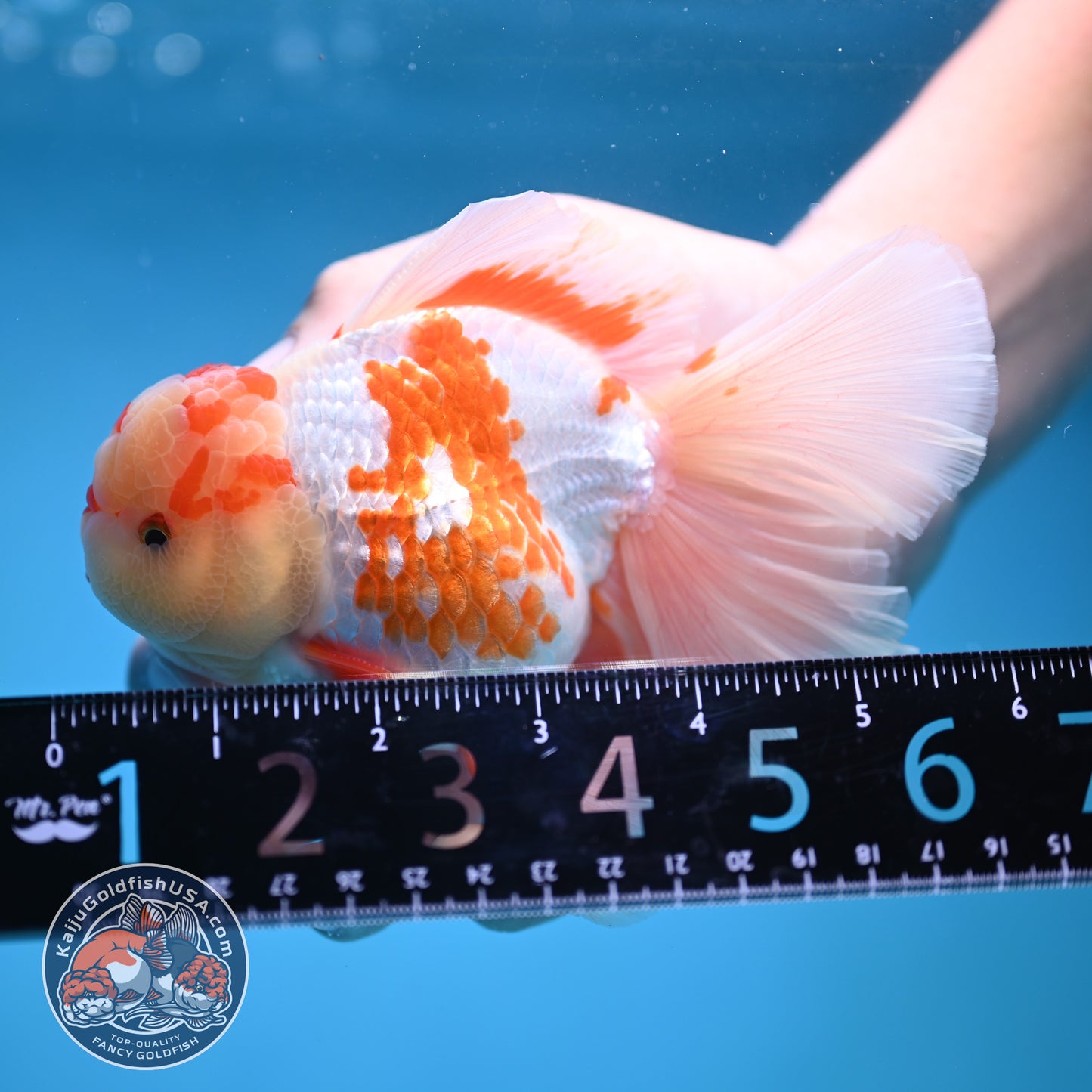 Red White Orchid Tail Oranda 3.8 inch Body (250613_OR10)