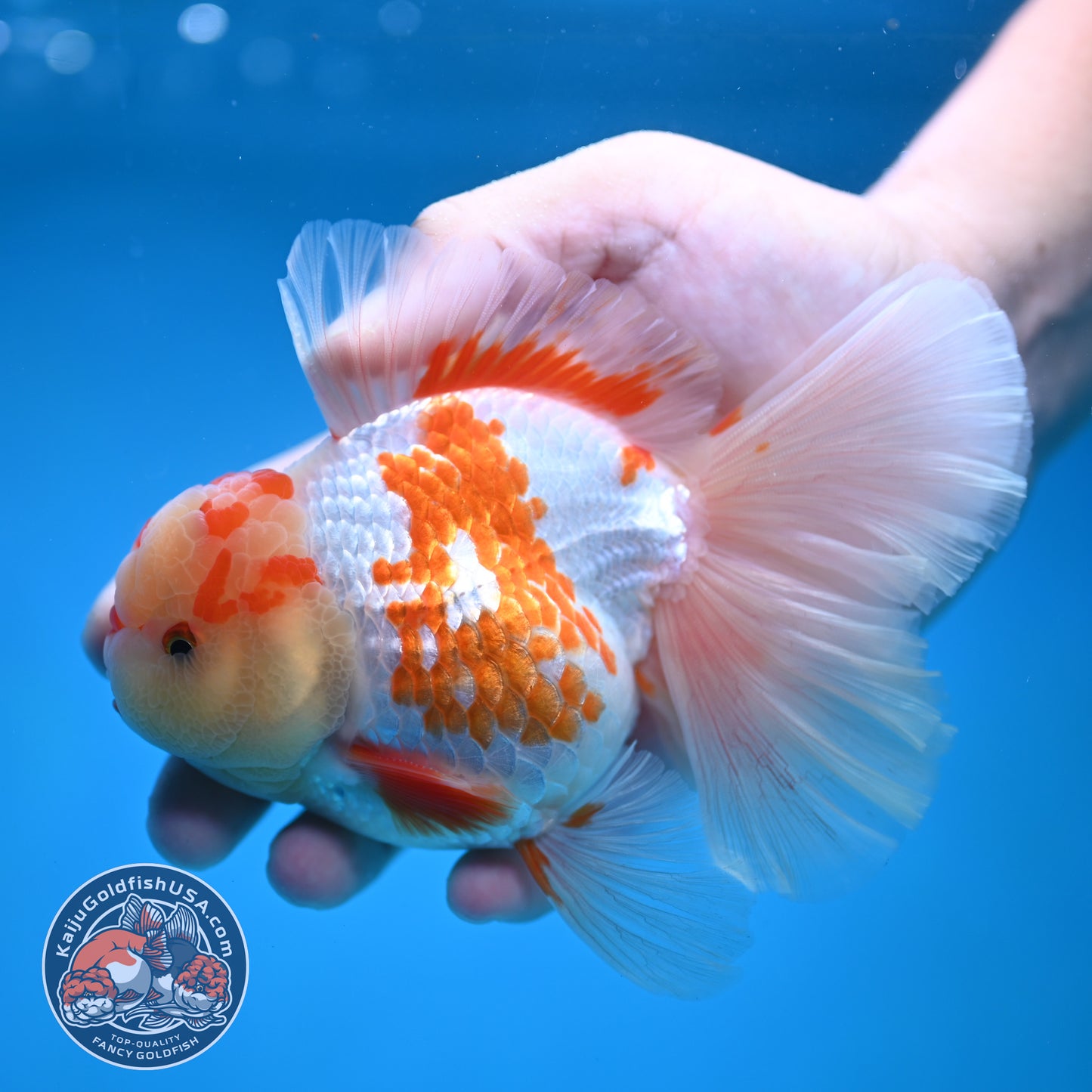 Red White Orchid Tail Oranda 3.8 inch Body (250613_OR10)