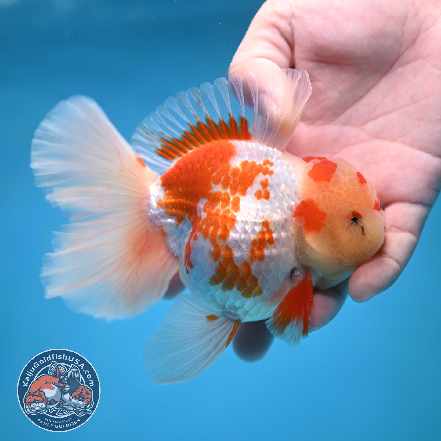 Red White Orchid Tail Oranda 3.8 inch Body (250613_OR10)