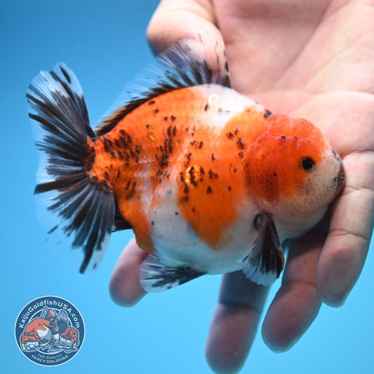 Shogun Calico Oranda 4 inch Body (250815_OR10)