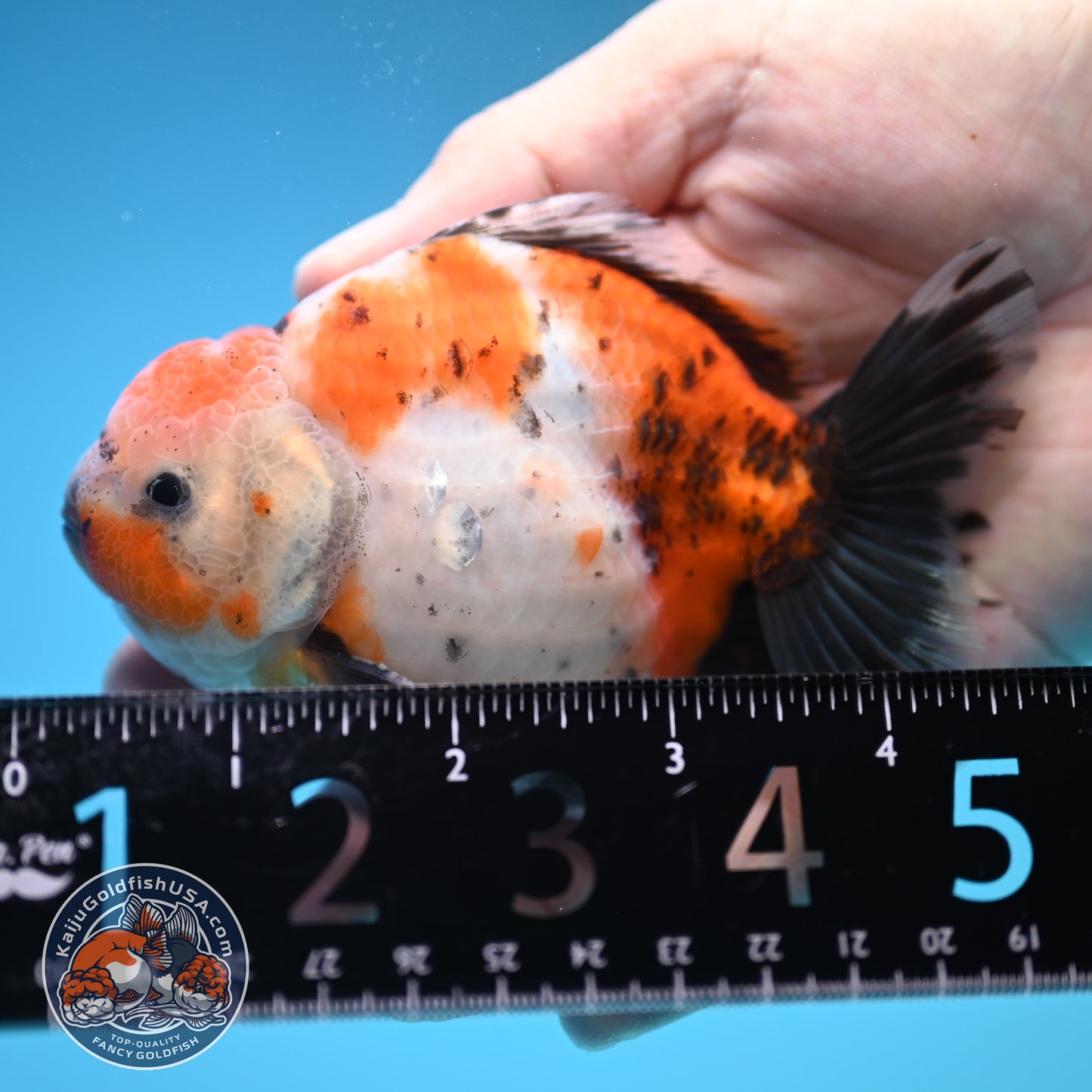 Shogun Calico Oranda 4 inch Body (250815_OR10)