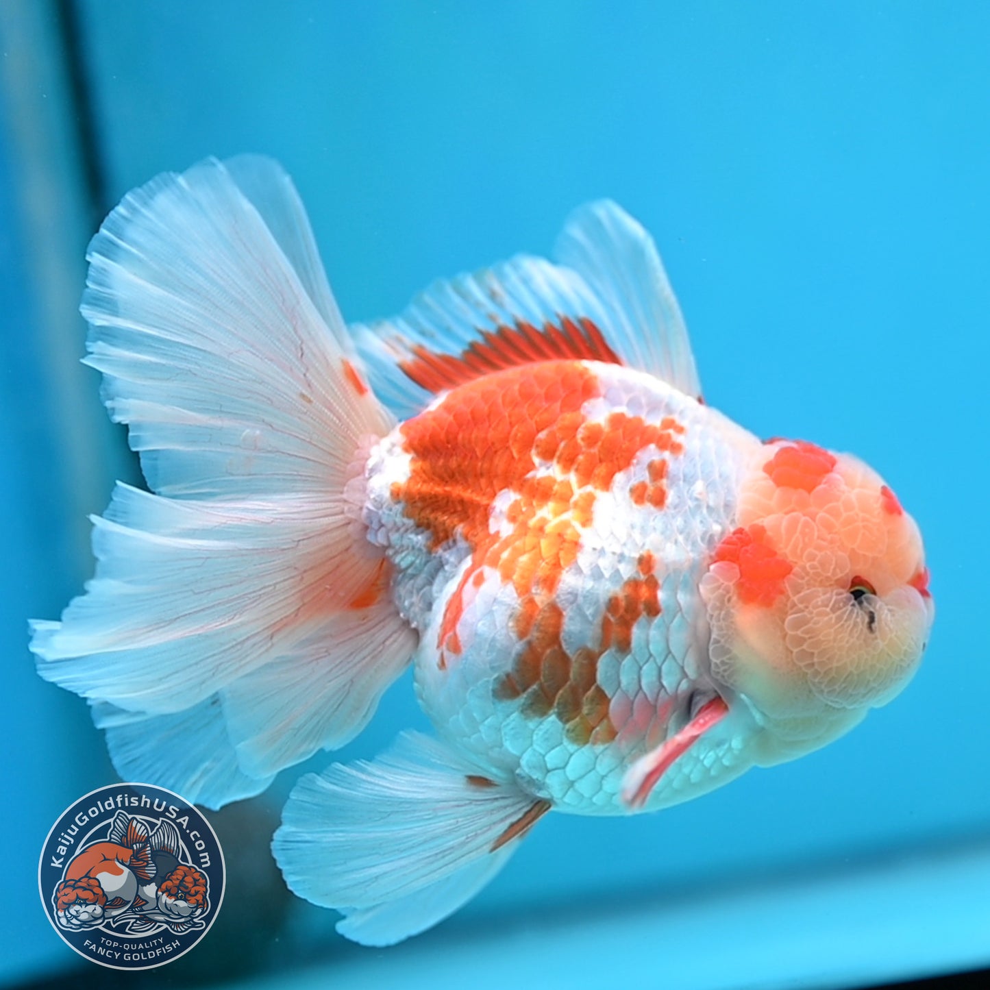 Red White Orchid Tail Oranda 3.8 inch Body (250613_OR10)