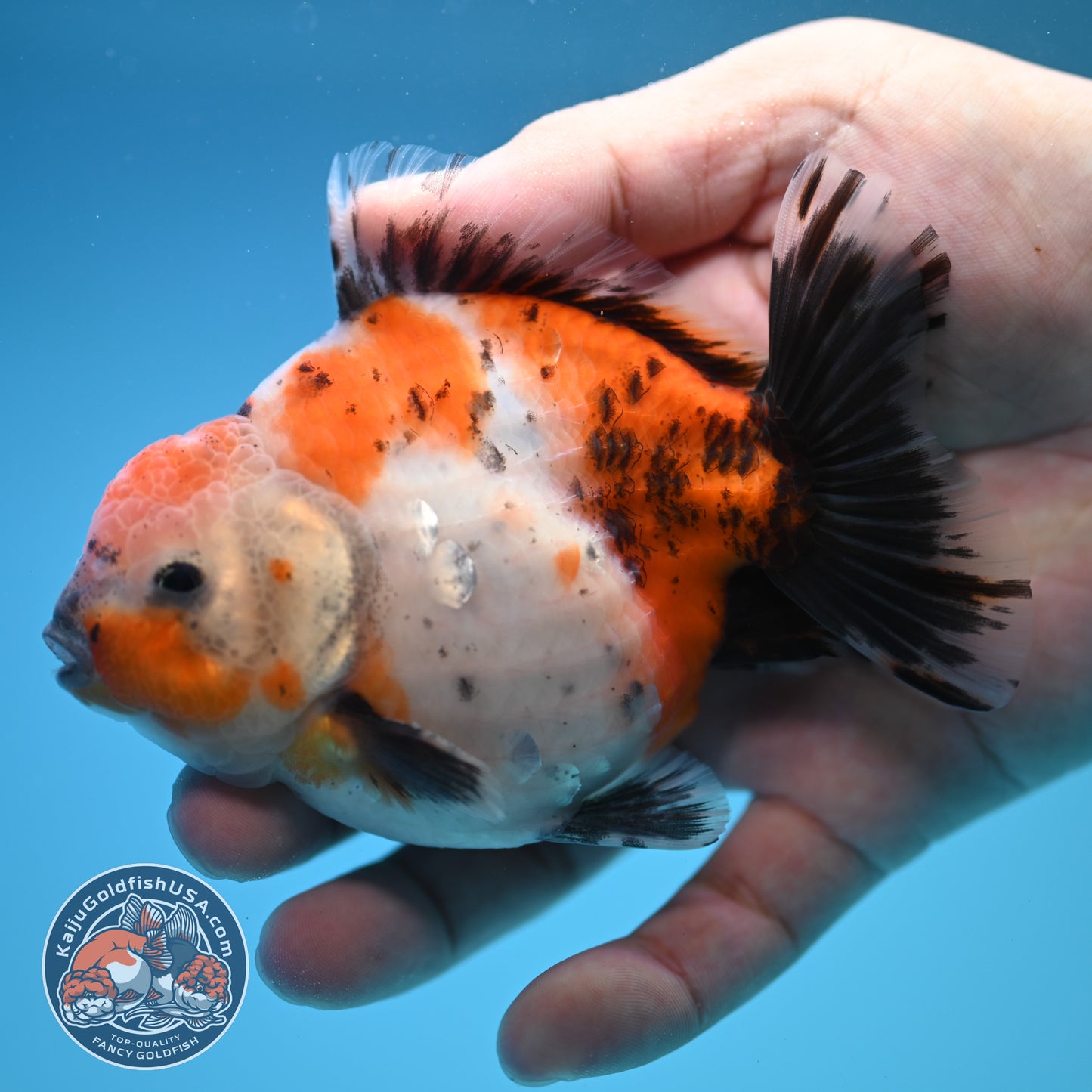 Shogun Calico Oranda 4 inch Body (250815_OR10)