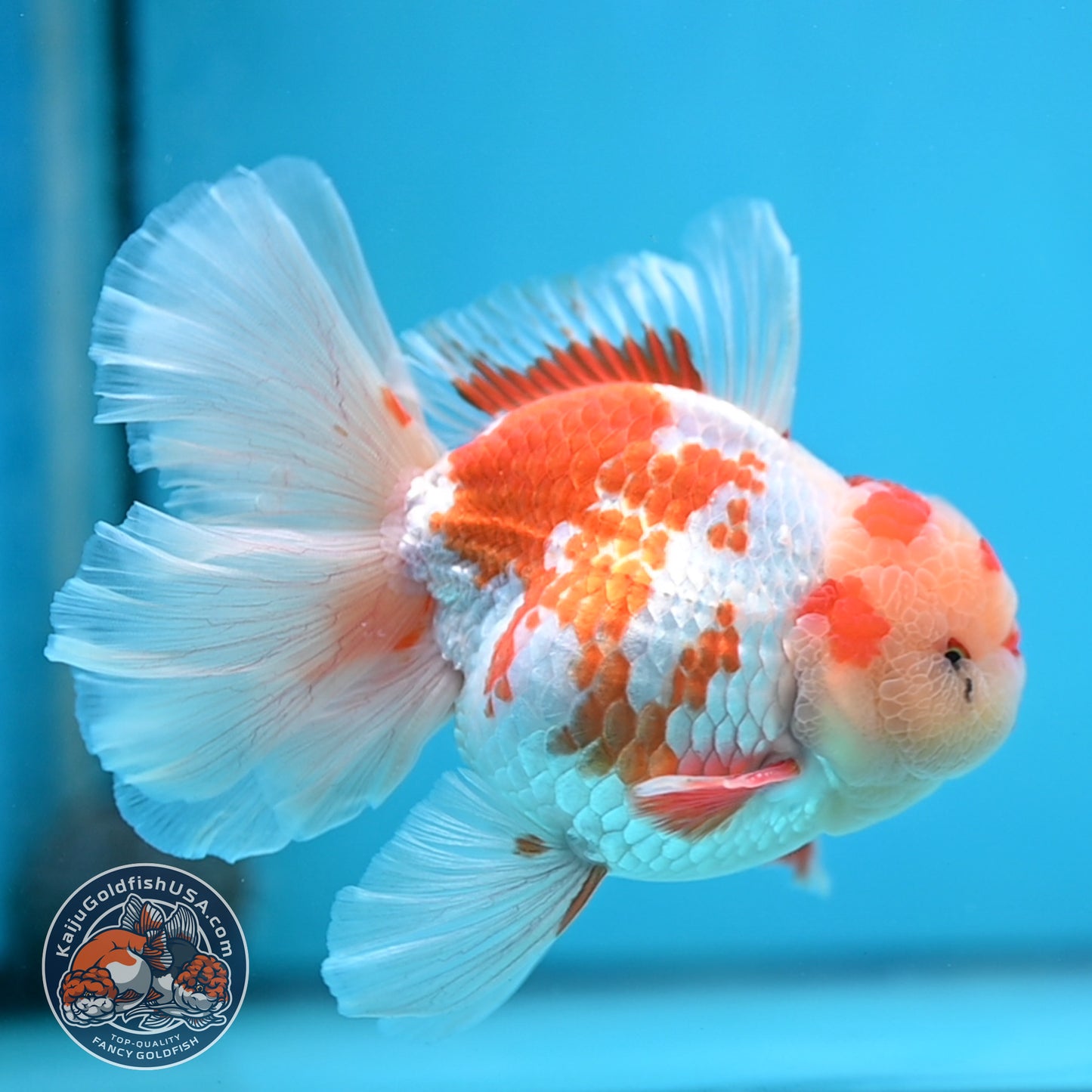 Red White Orchid Tail Oranda 3.8 inch Body (250613_OR10)