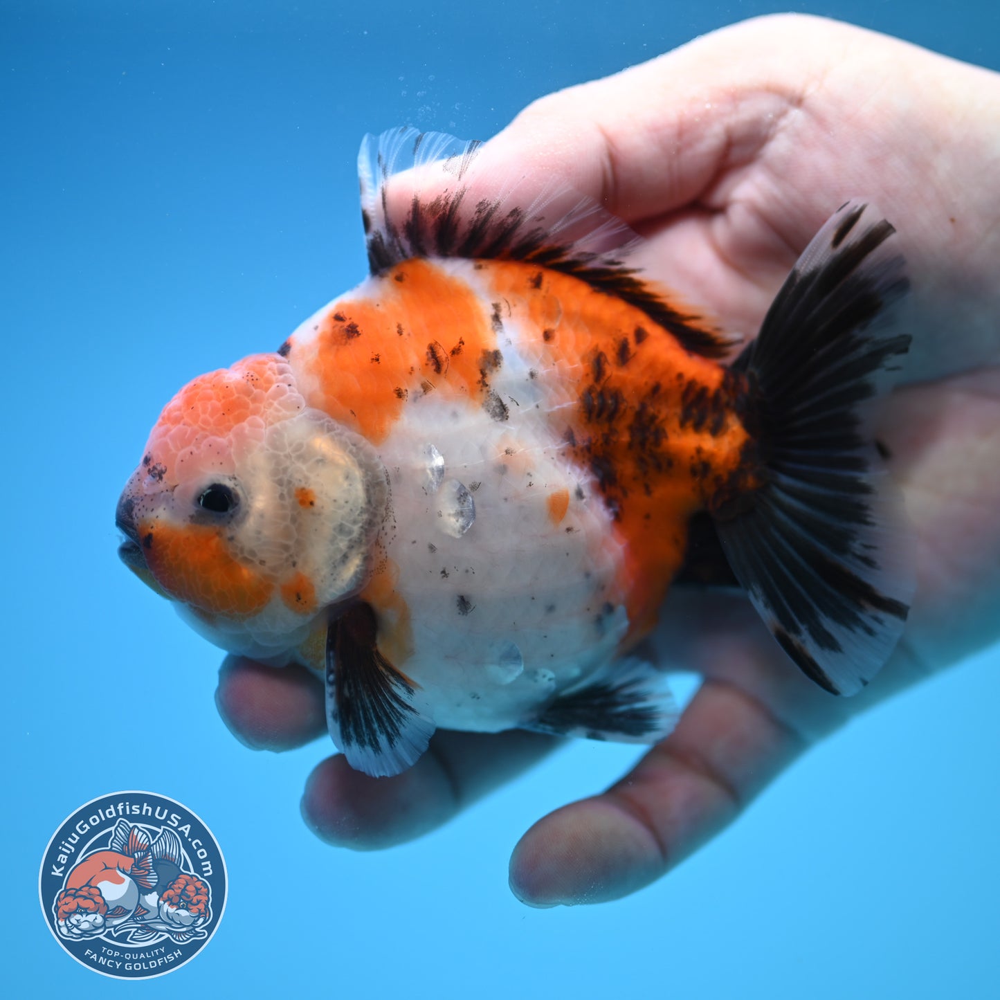 Shogun Calico Oranda 4 inch Body (250815_OR10)