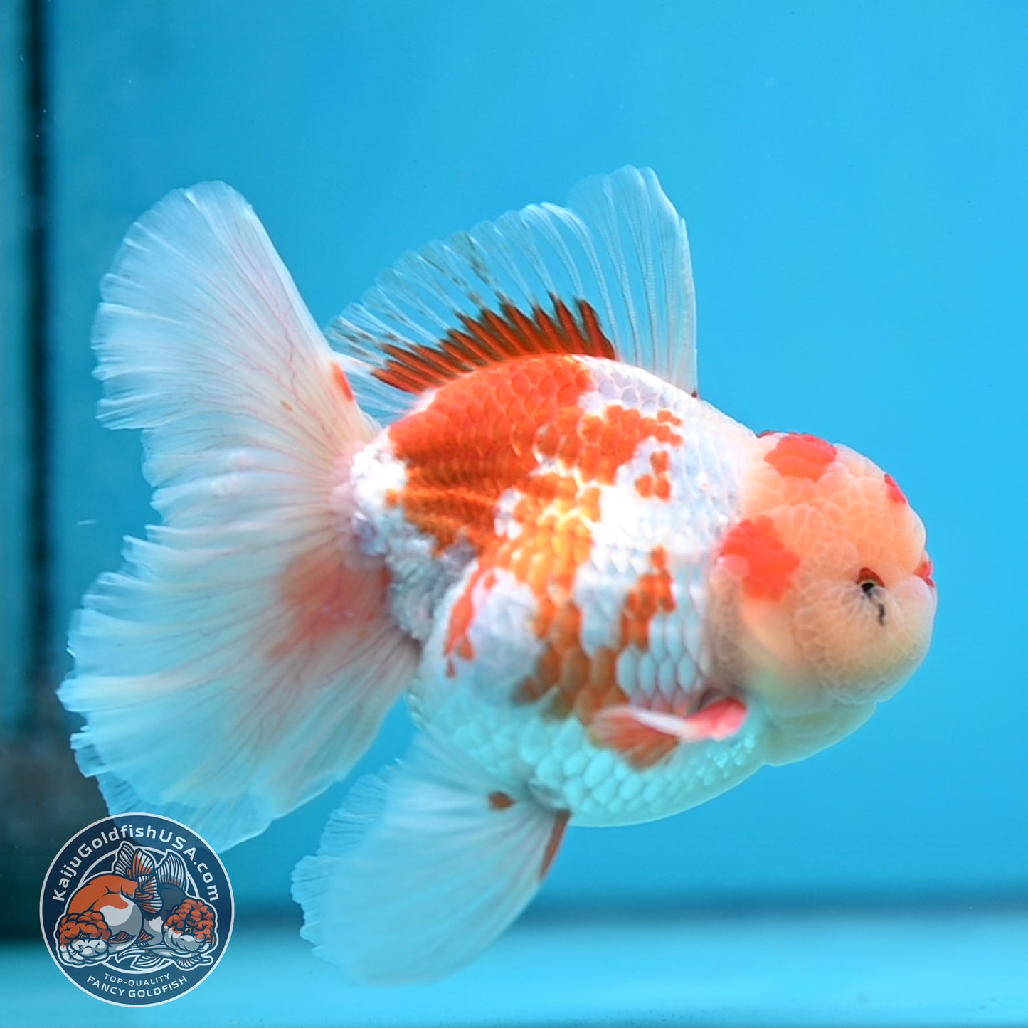Red White Orchid Tail Oranda 3.8 inch Body (250613_OR10)