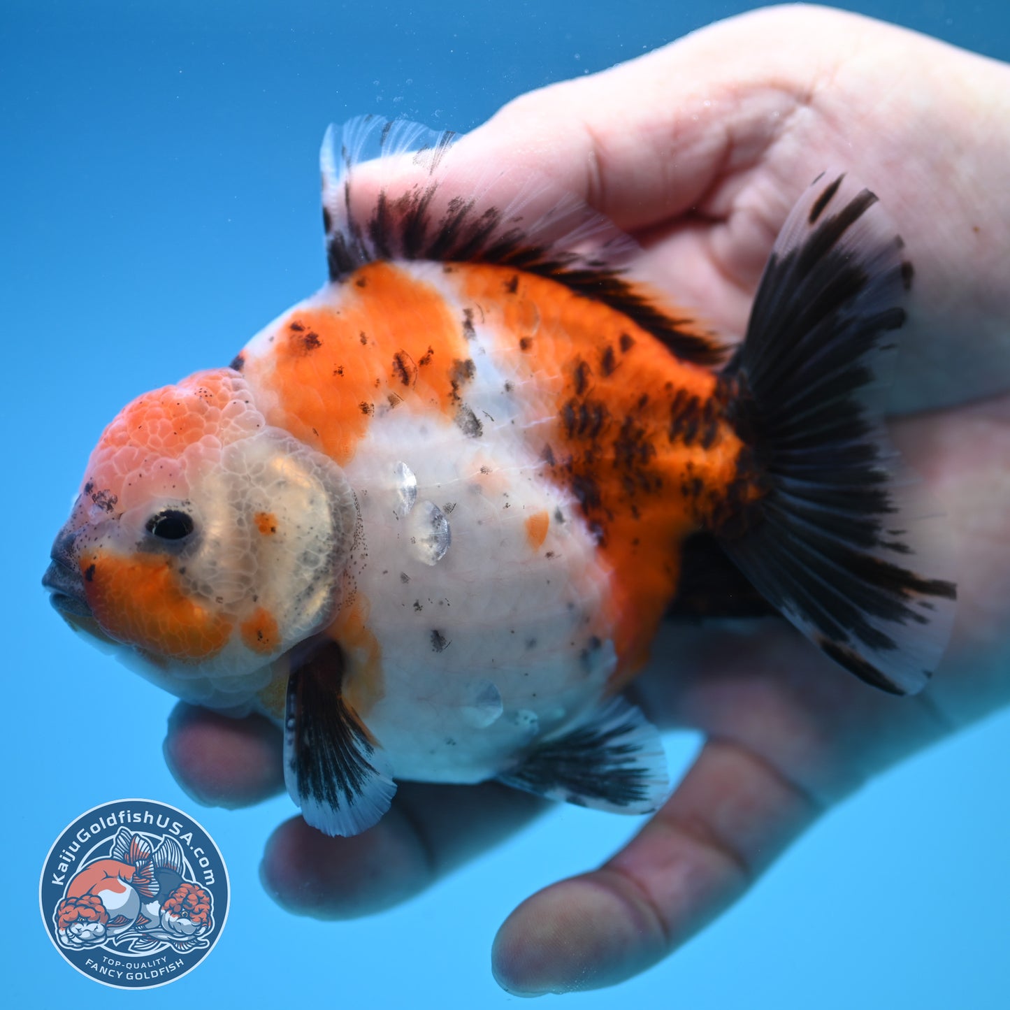 Shogun Calico Oranda 4 inch Body (250815_OR10)