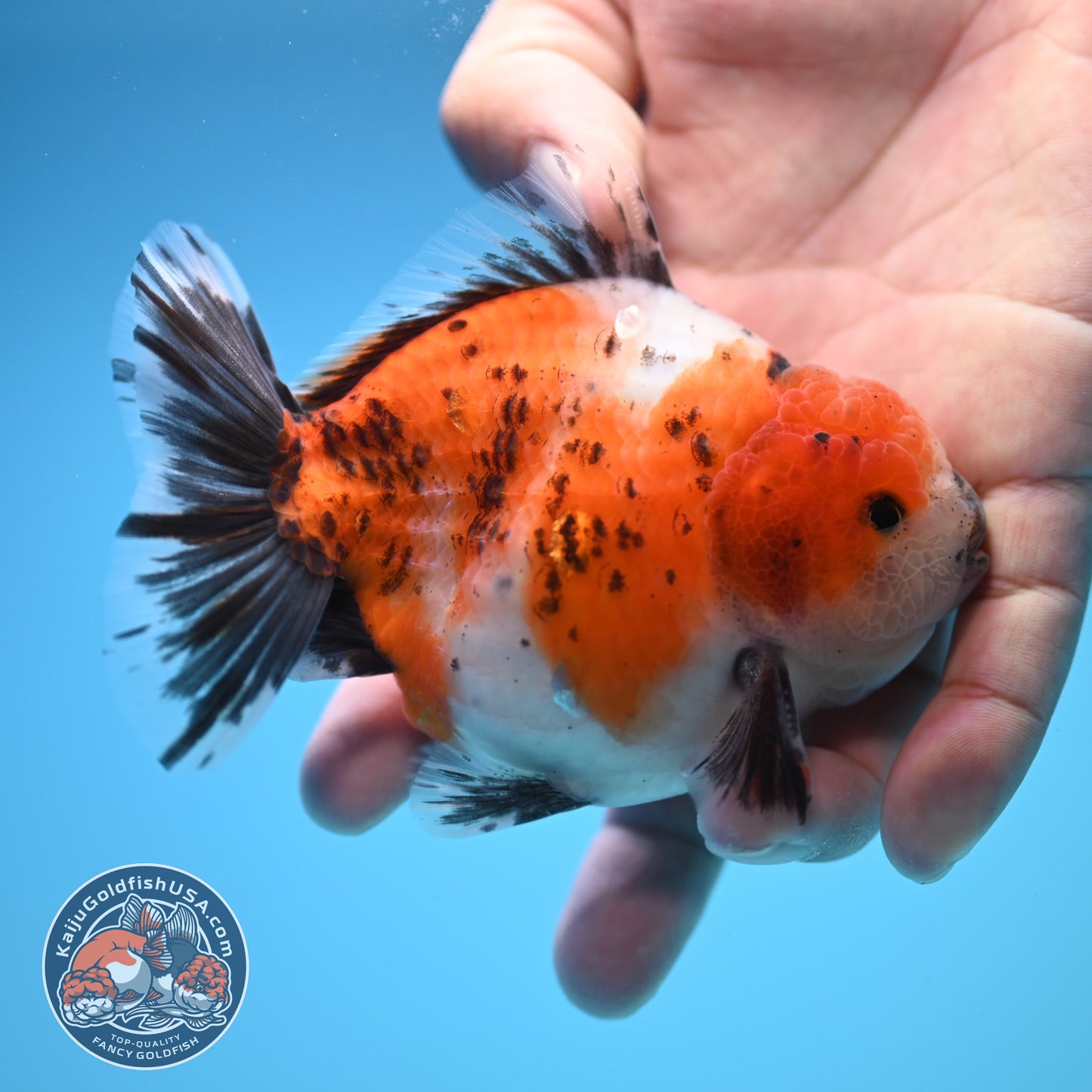 Shogun Calico Oranda 4 inch Body (250815_OR10)