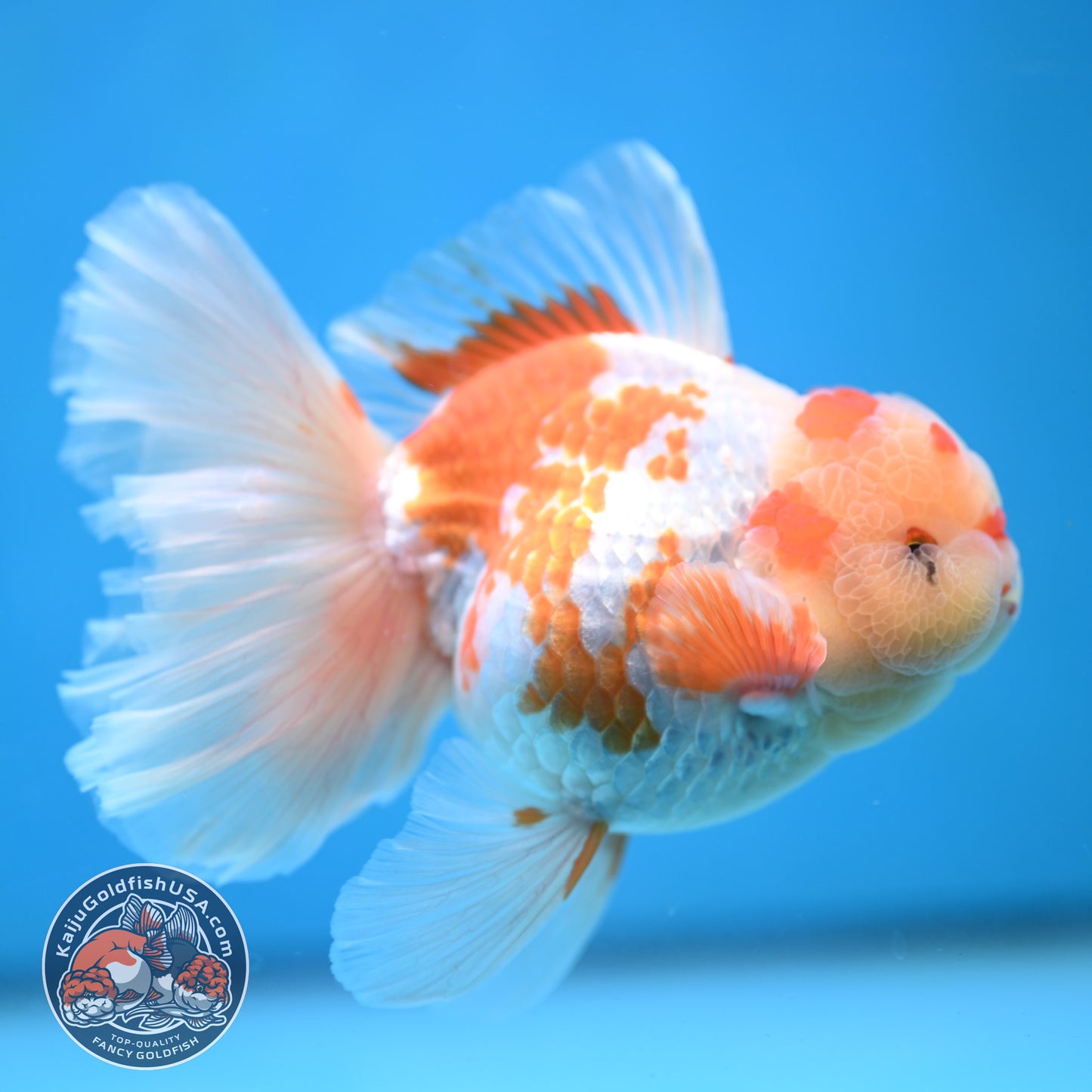 Red White Orchid Tail Oranda 3.8 inch Body (250613_OR10)