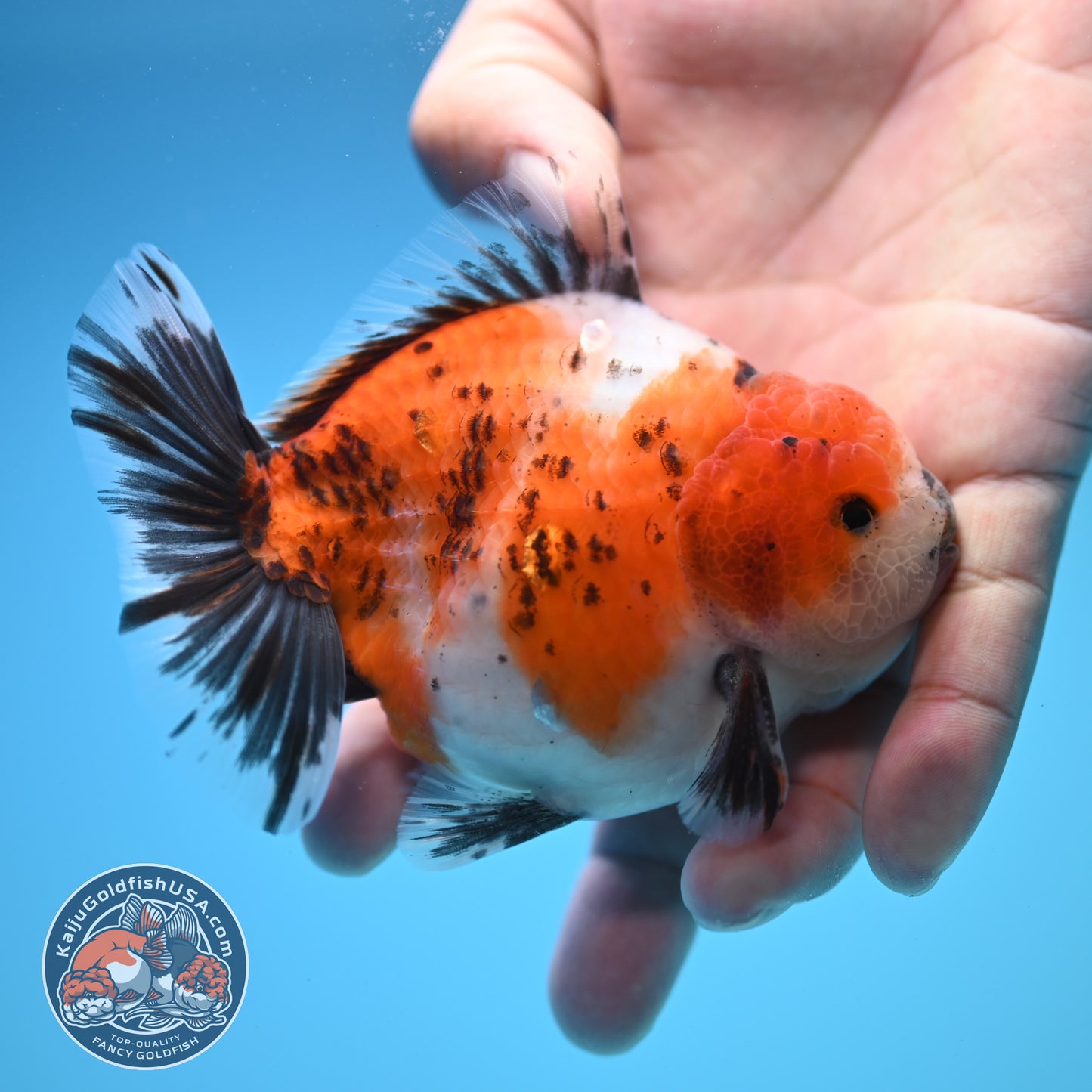 Shogun Calico Oranda 4 inch Body (250815_OR10)