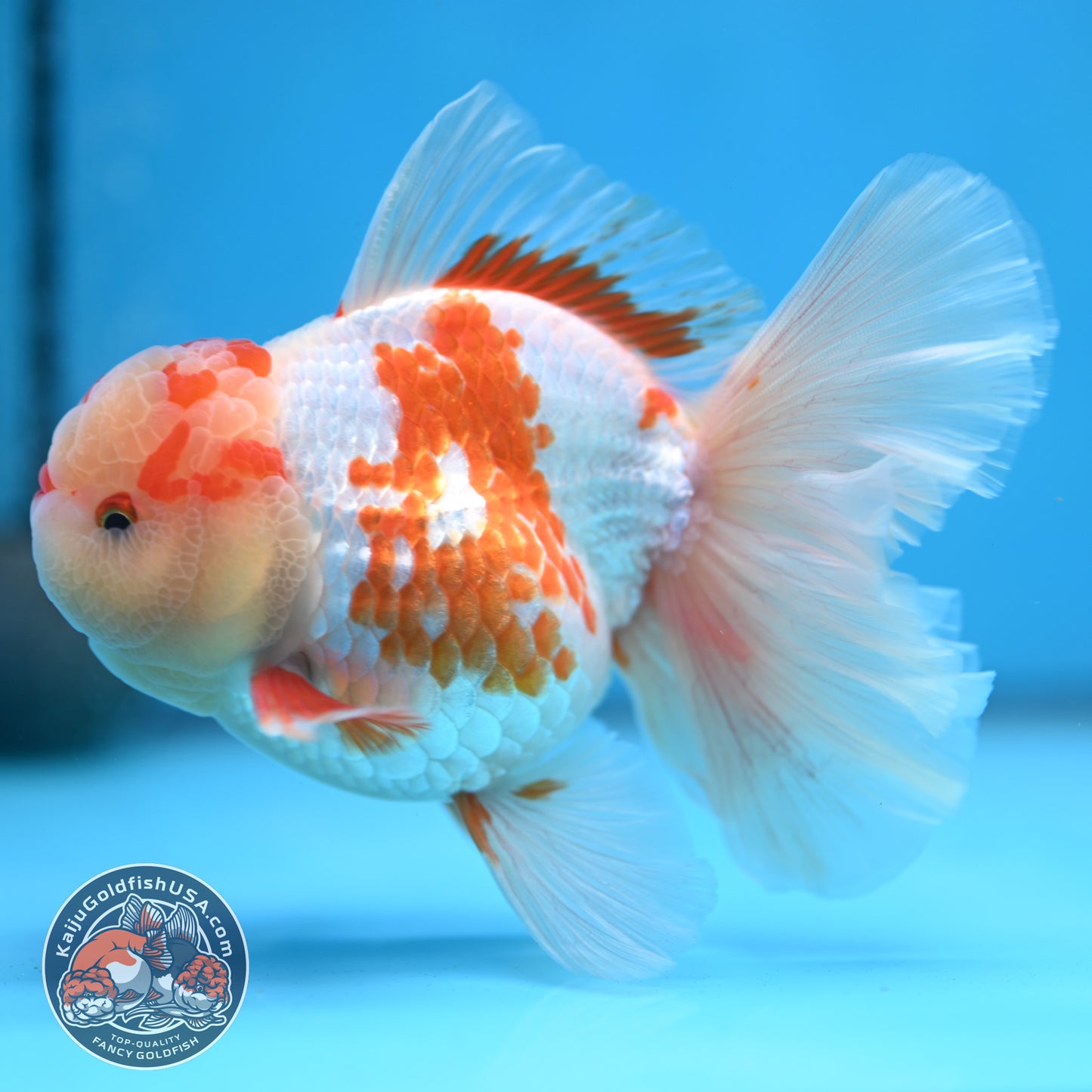 Red White Orchid Tail Oranda 3.8 inch Body (250613_OR10)