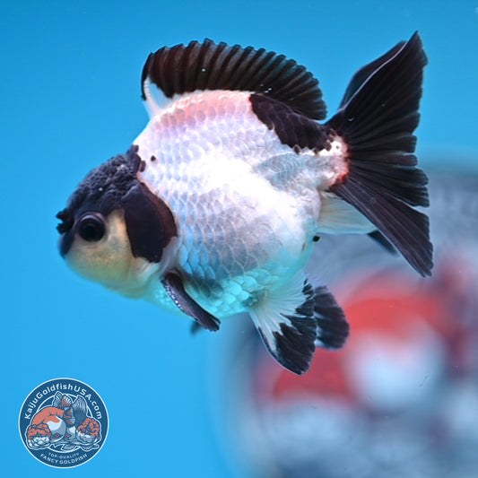 FREE2DAY Shipping - Panda Oranda 3 inches Body (250523_OR10)
