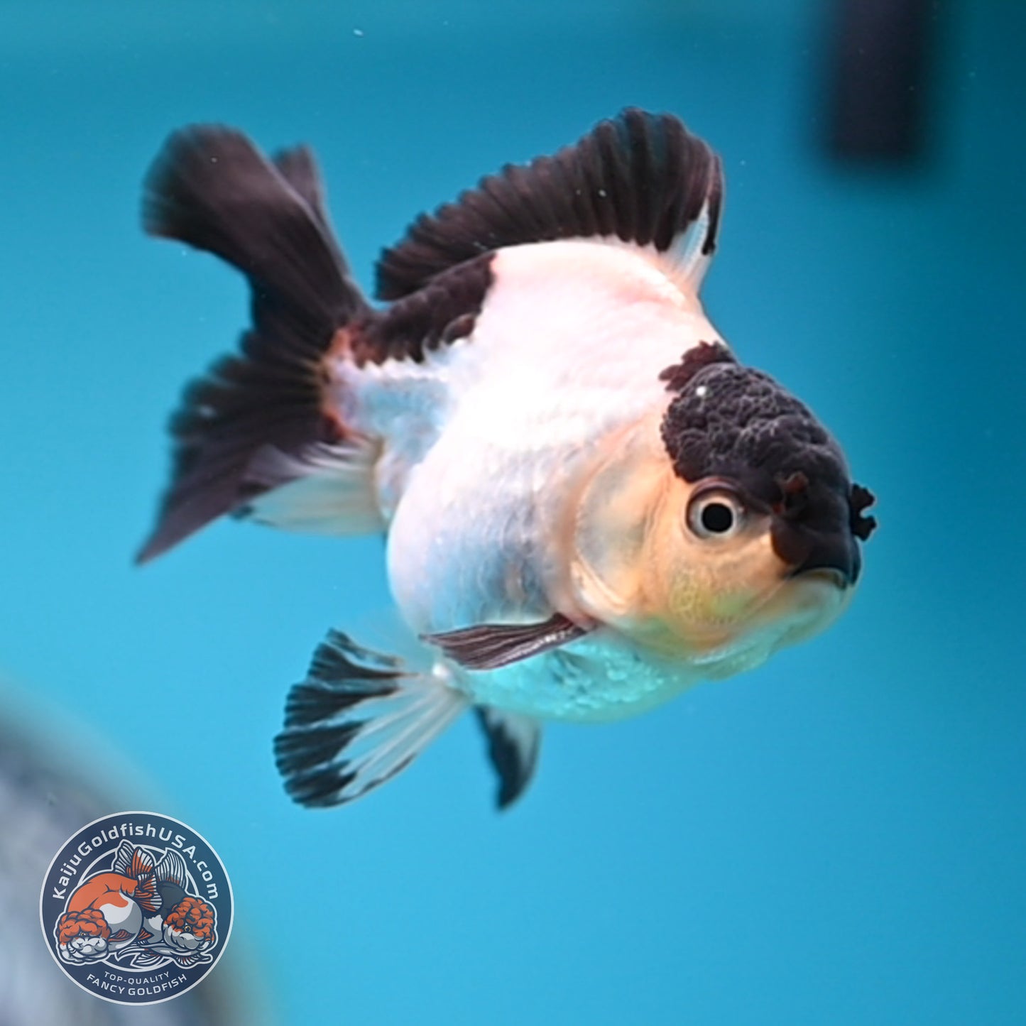 FREE2DAY Shipping - Panda Oranda 3 inches Body (250523_OR10)