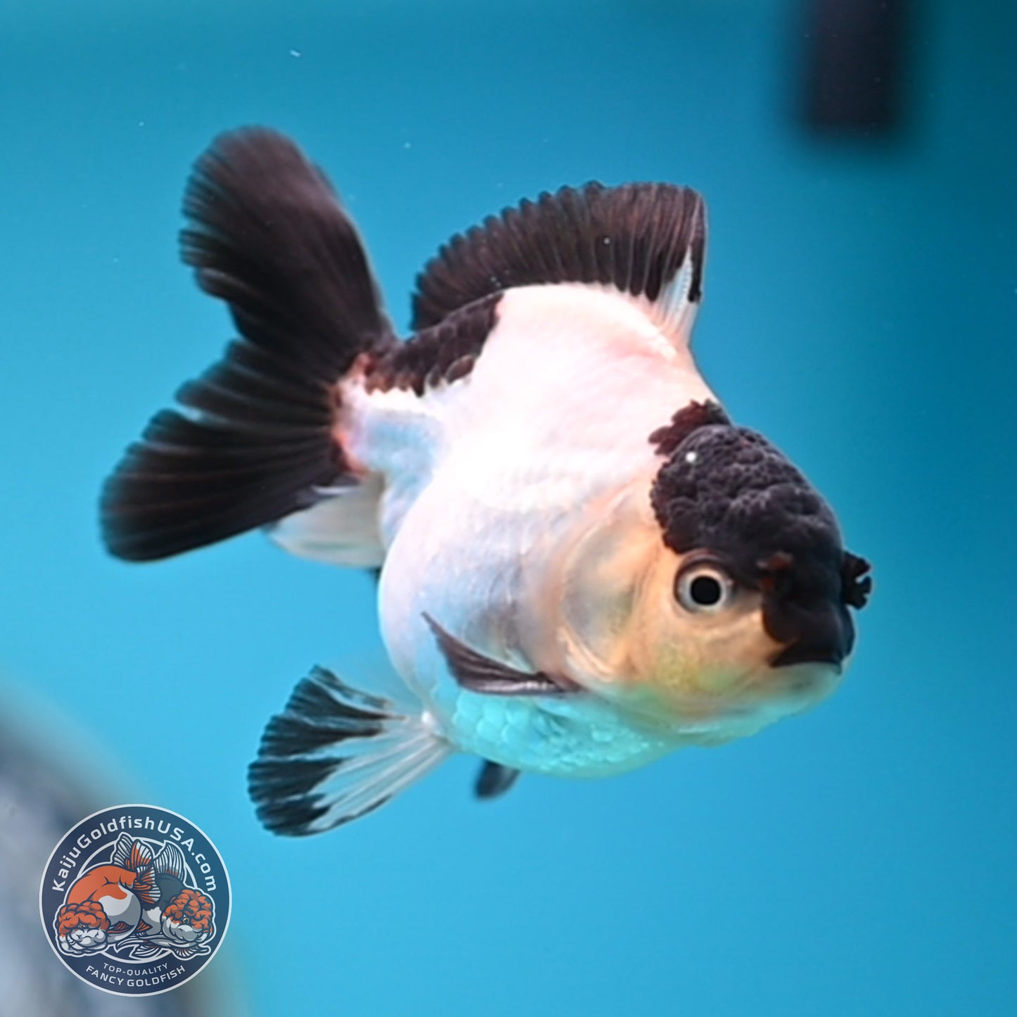 FREE2DAY Shipping - Panda Oranda 3 inches Body (250523_OR10)